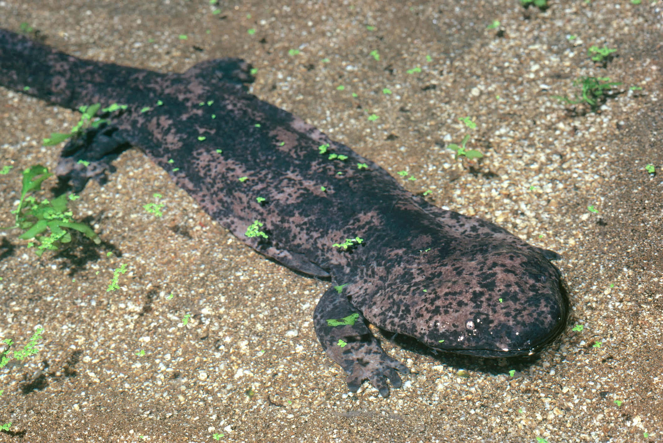 Giant Salamander, riverbed, sandy ground, Full HD Desktop Wallpaper