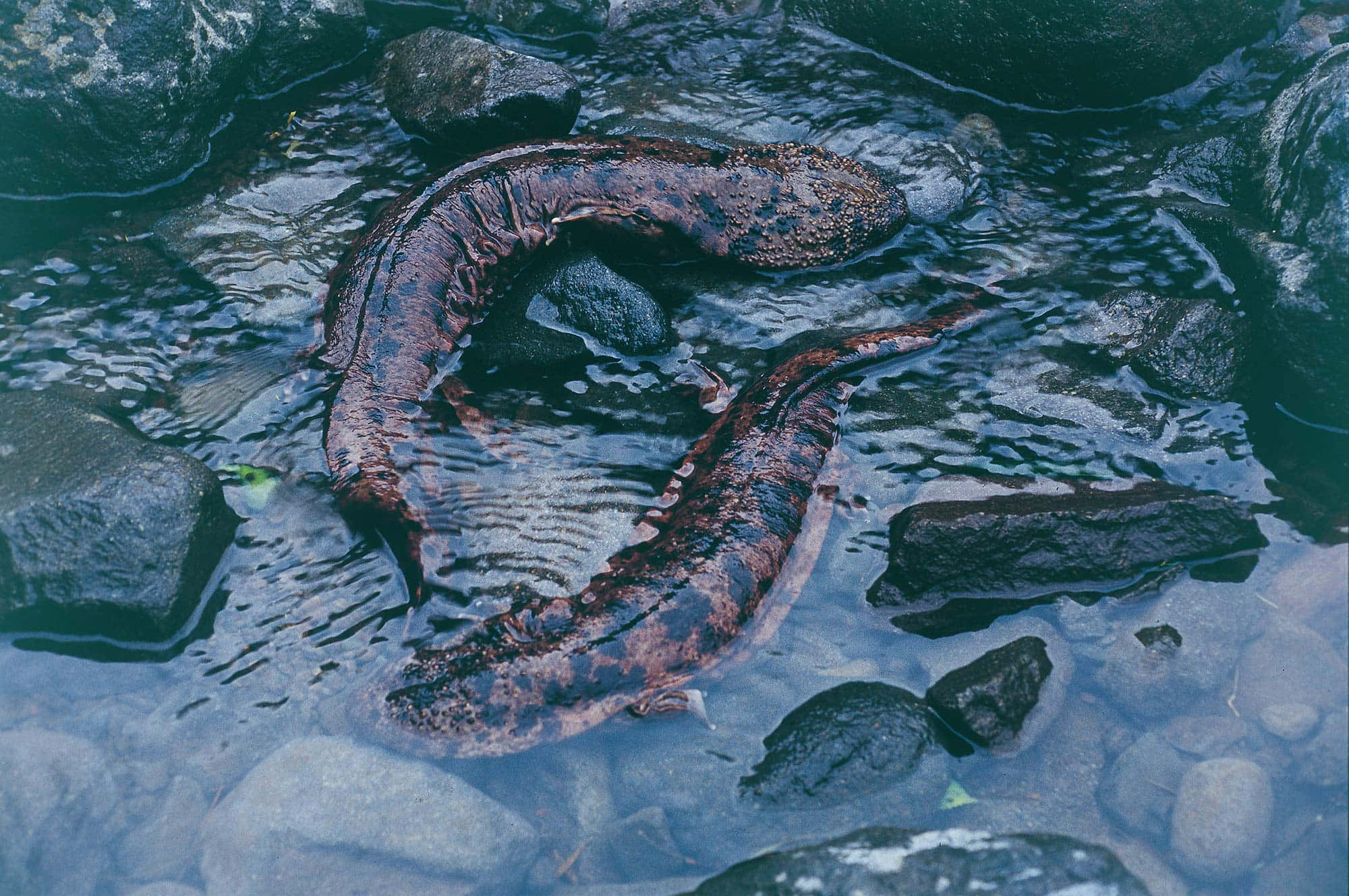 Giant Salamander, stream, clear shallow water, Full HD Desktop Wallpaper
