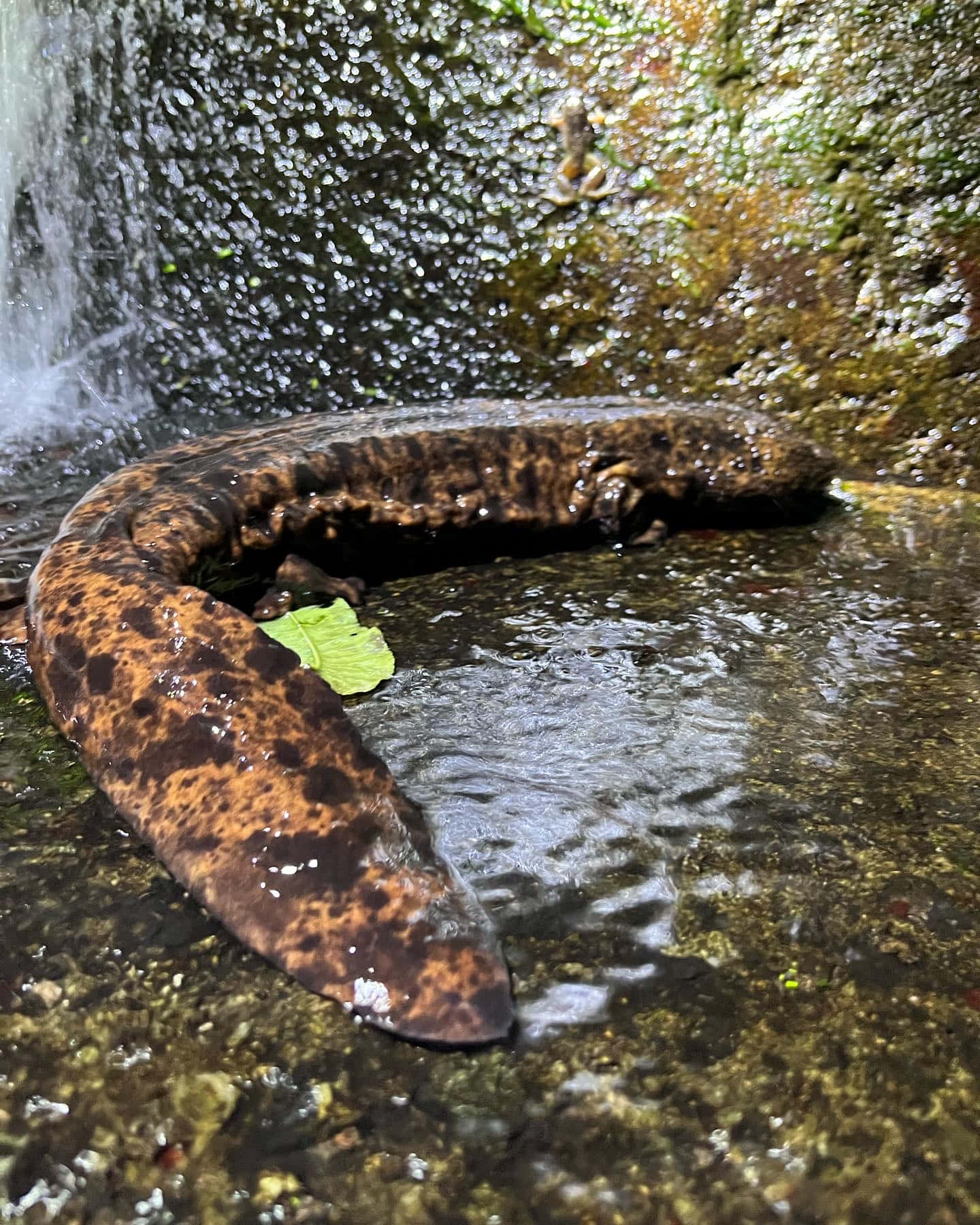 Giant Salamander, waterfall, mossy waterfall, HD Phone Wallpaper