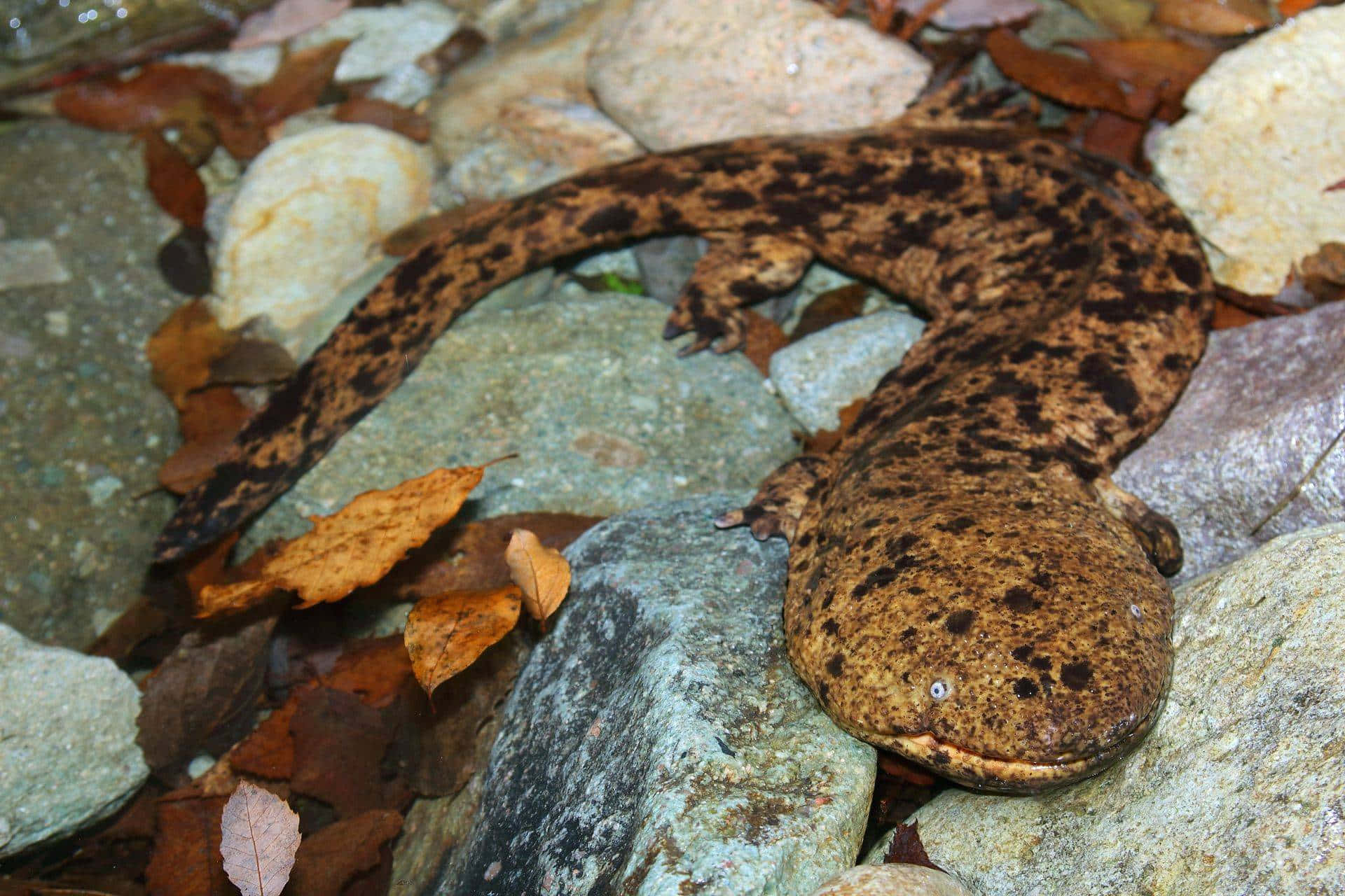 Giant Salamander, wet rocks, fallen autumn leaves, Full HD Desktop Wallpaper