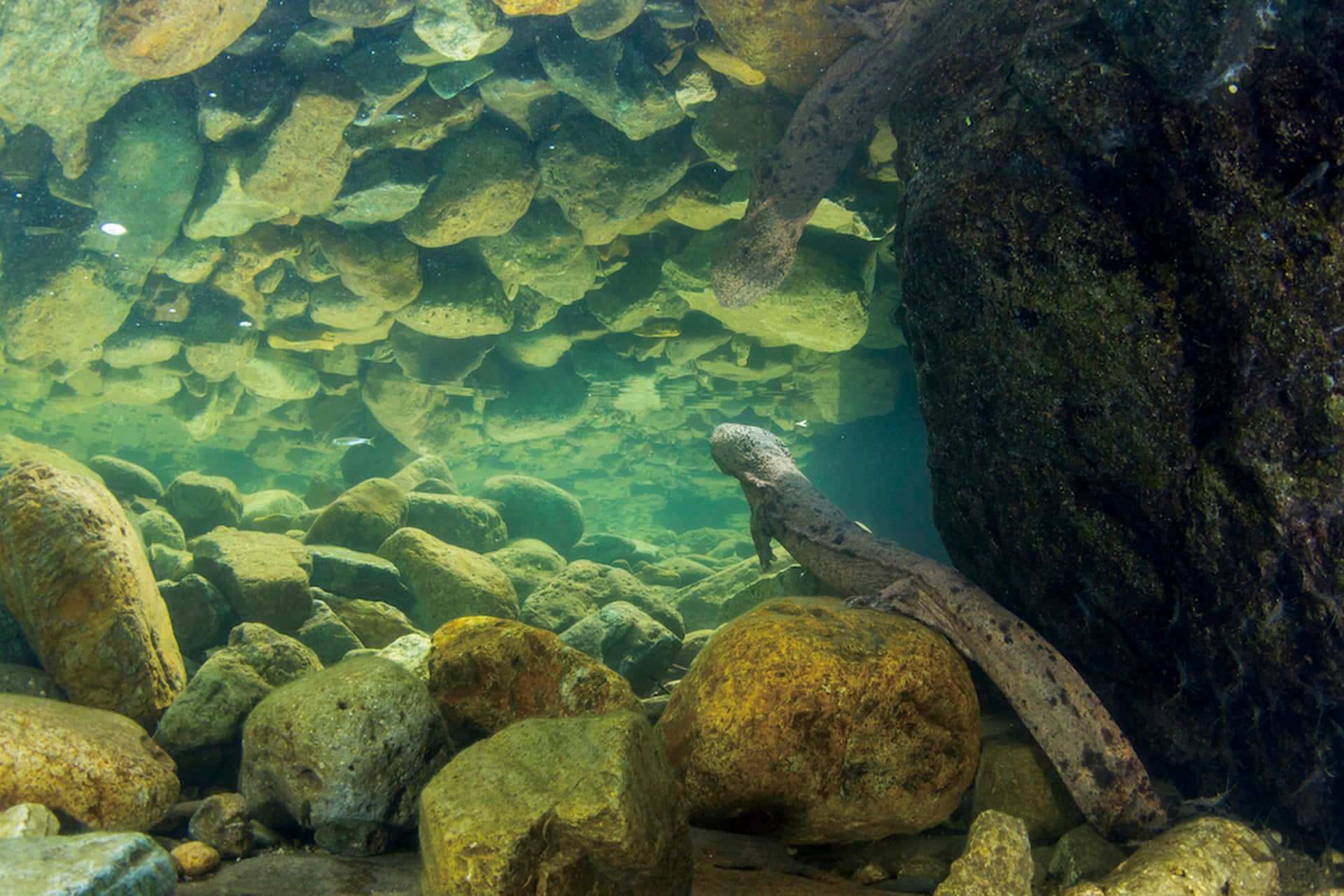 Giant Salamander, underwater, sunlit mossy rocks, Full HD Desktop Wallpaper
