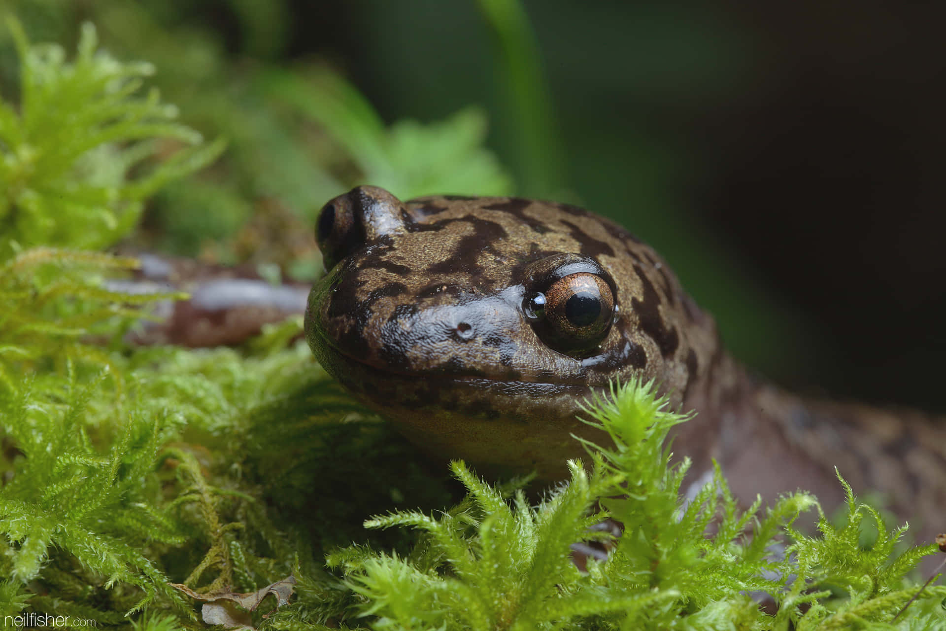 Giant Salamander, moss, vibrant green, Full HD Desktop Wallpaper