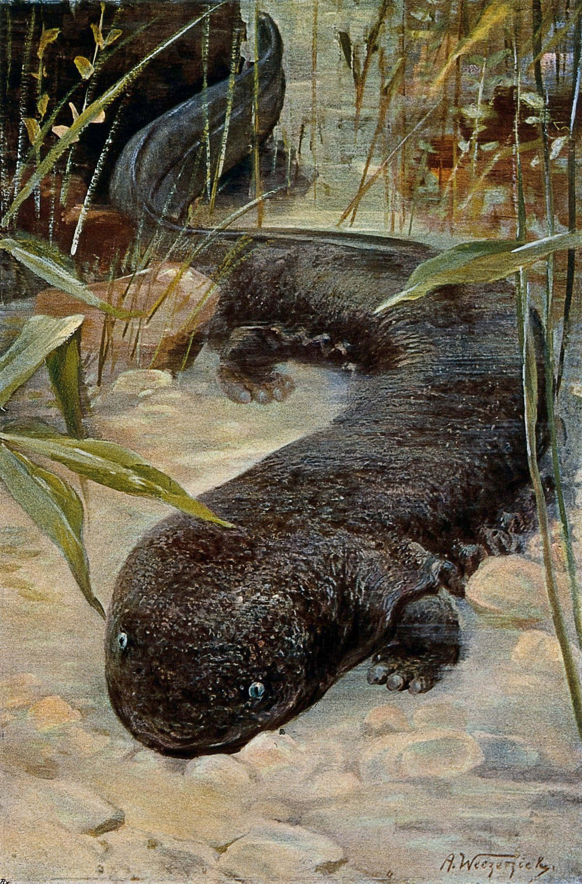 Giant Salamander, axolotl, feathery gills, HD Phone Wallpaper