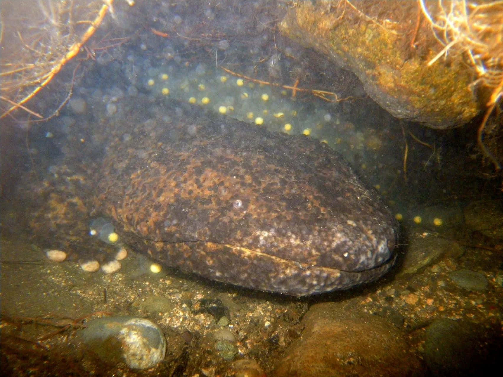Giant Salamander, underwater, dark brown spotted, HD Desktop Wallpaper