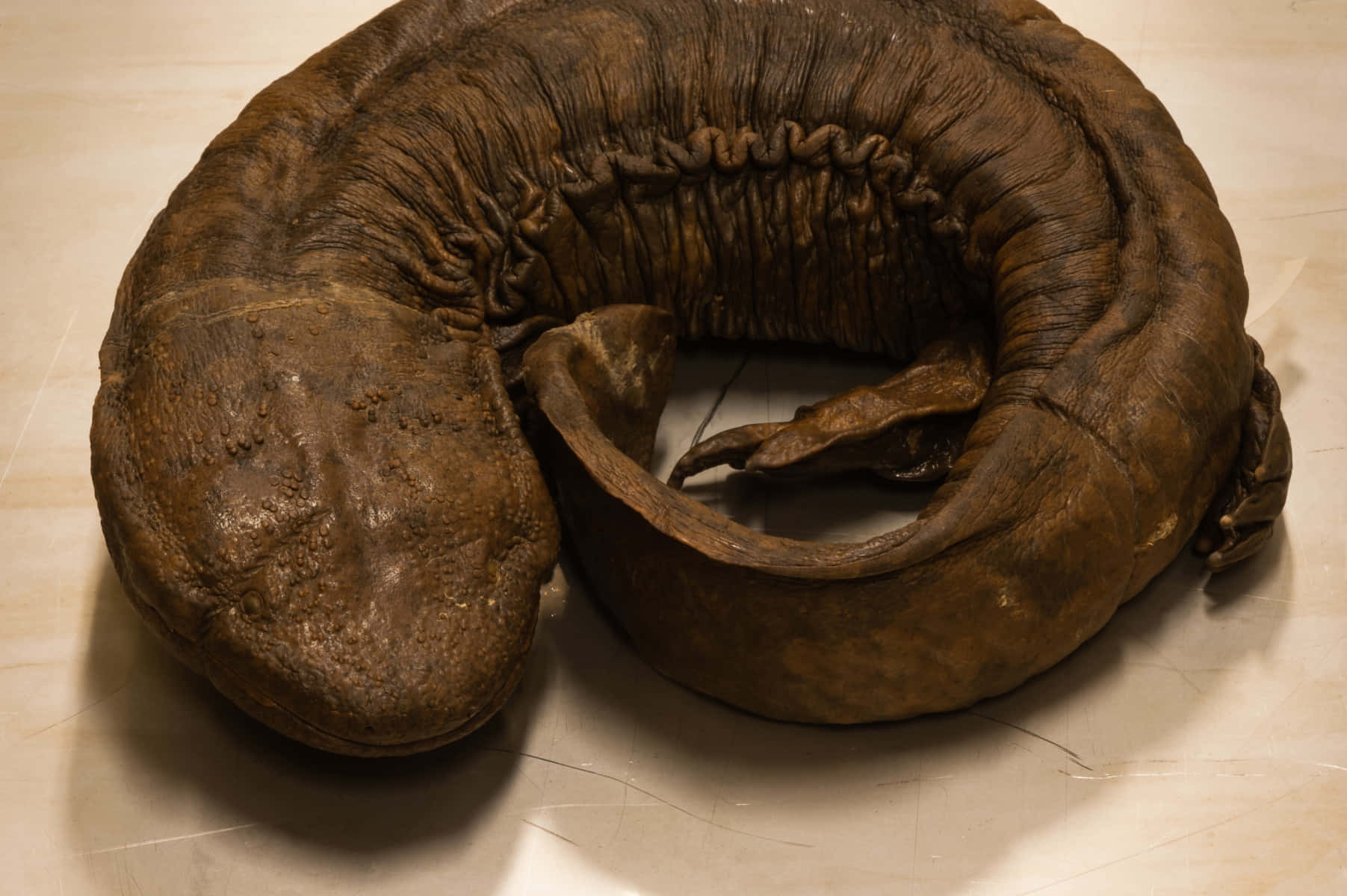 Giant Salamander, wrinkled brown skin, light wooden floor, HD Desktop Wallpaper