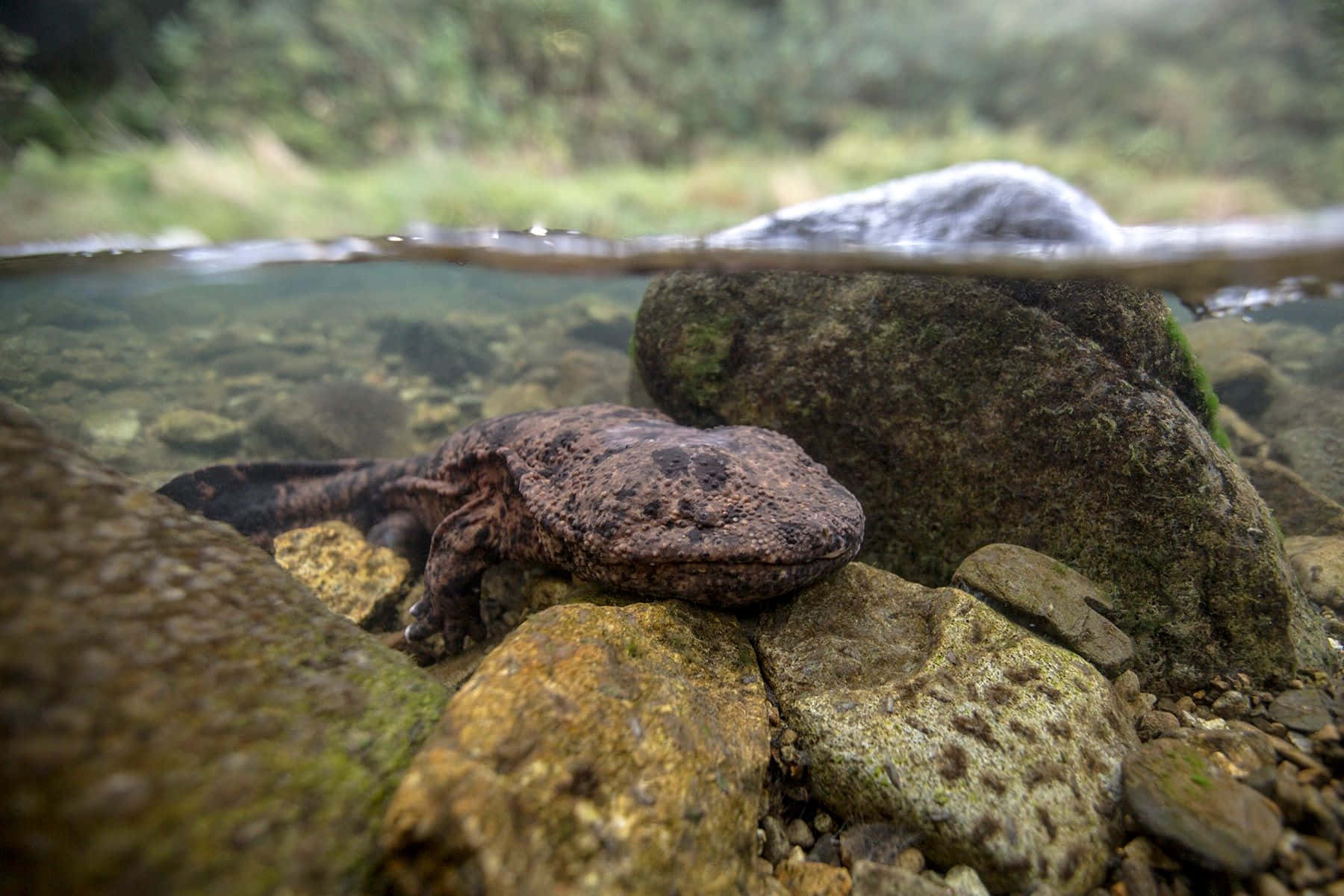 Giant Salamander, dark brown, mossy rocks, HD Desktop Wallpaper