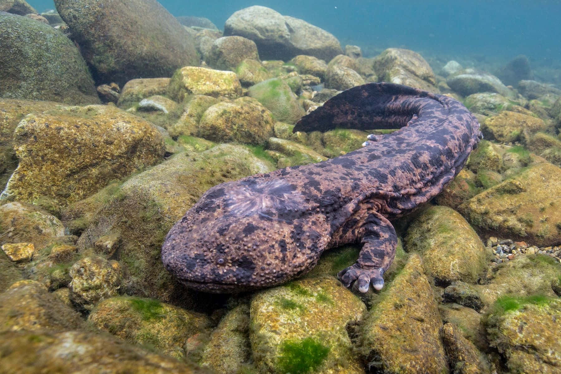 Giant Salamander, mottled purple and black skin, mossy rocks, HD Desktop Wallpaper