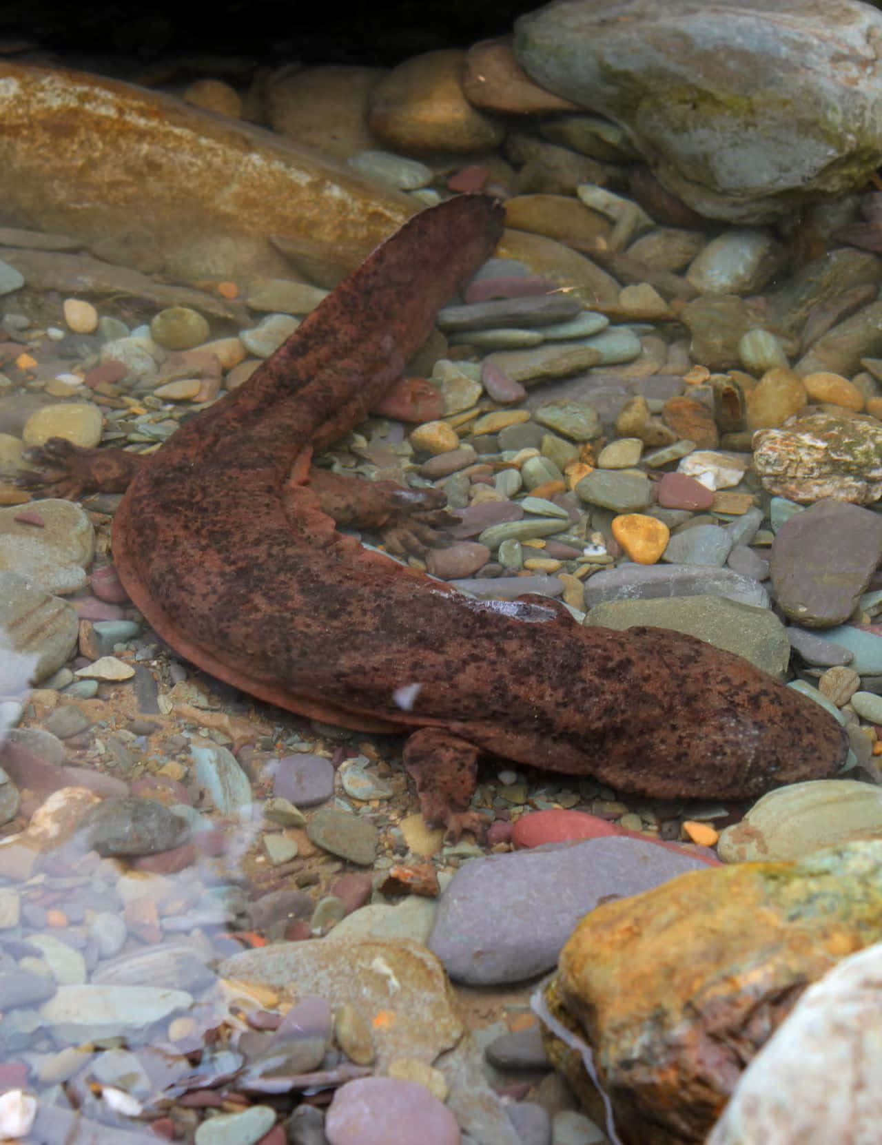 Giant Salamander, underwater, brown, HD Phone Wallpaper