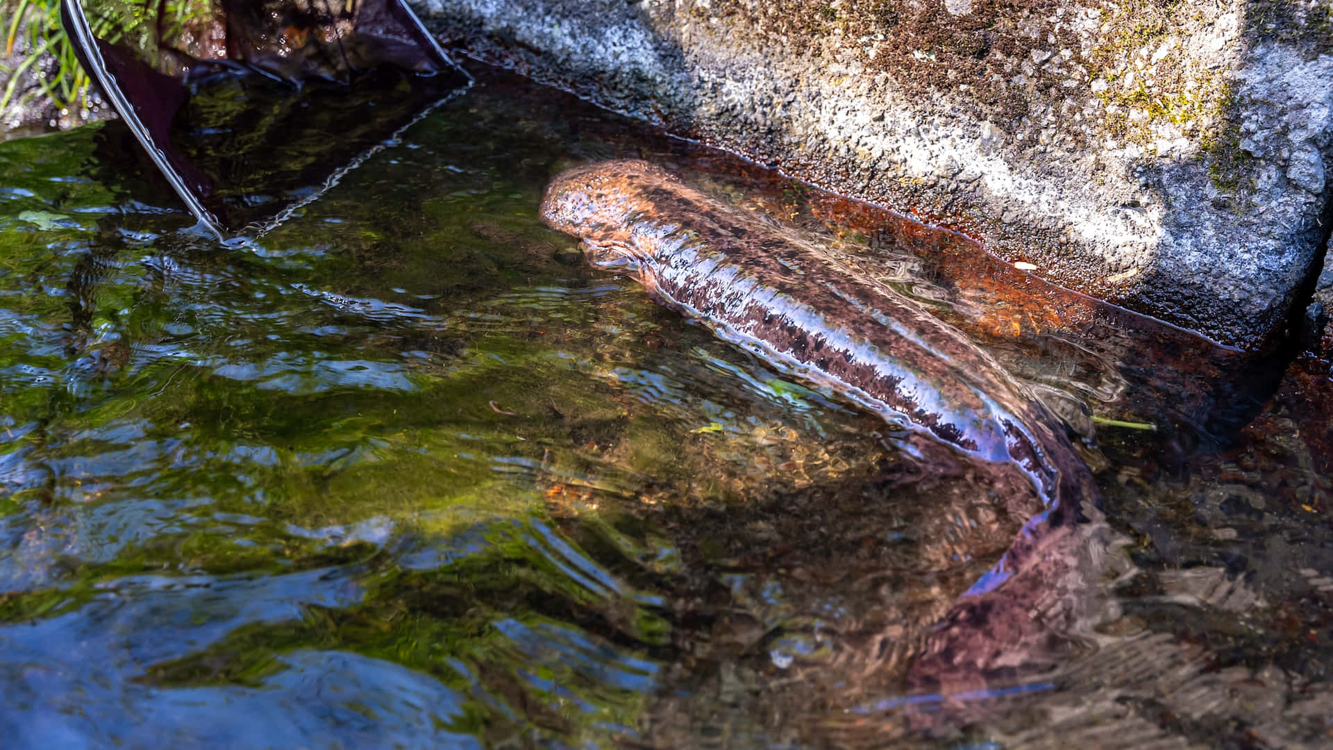 Giant Salamander, natural habitat, brown salamander, Full HD Desktop Wallpaper