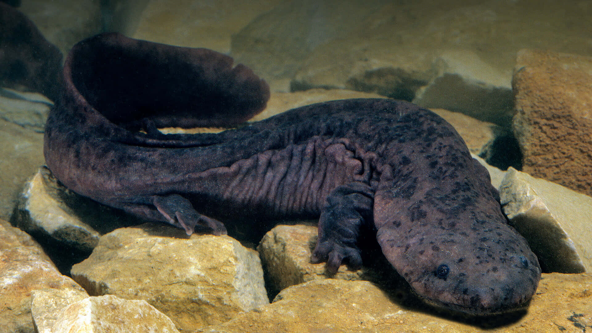 Giant Salamander, dark purple, feathery gills, Full HD Desktop Wallpaper