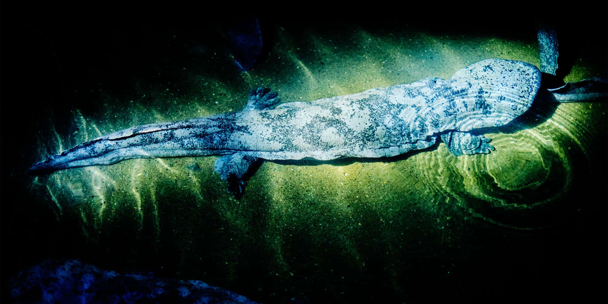 Giant Salamander, spotted axolotl, murky green water, Full HD Desktop Wallpaper