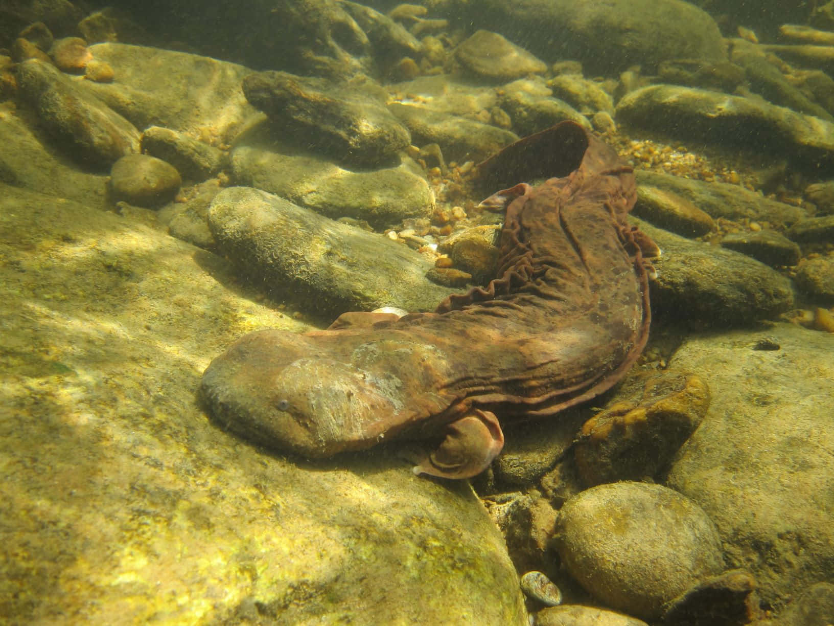 Giant Salamander, underwater, sunlit riverbed, HD Desktop Wallpaper