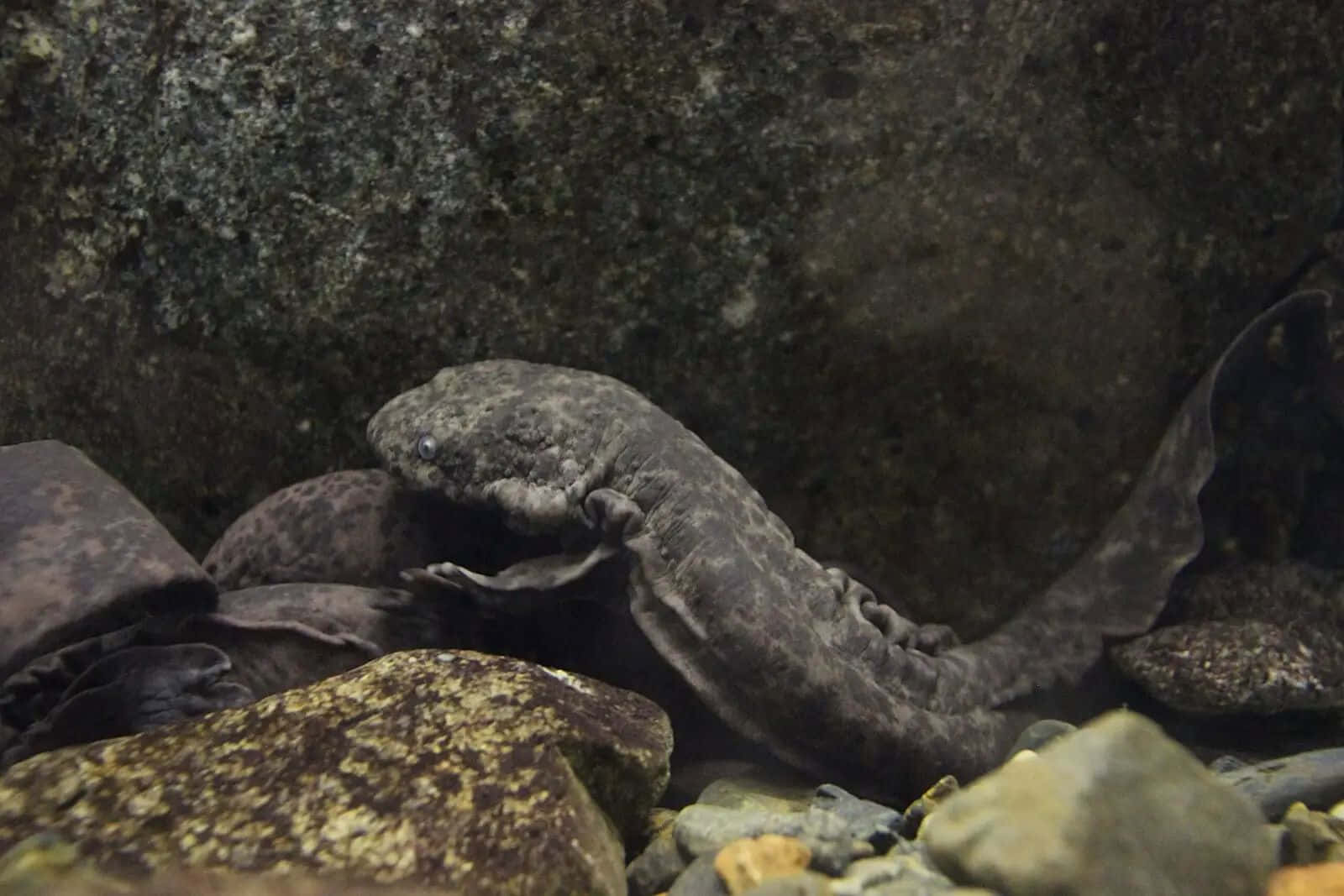 Giant Salamander, dark gray, feathery gills, HD Desktop Wallpaper
