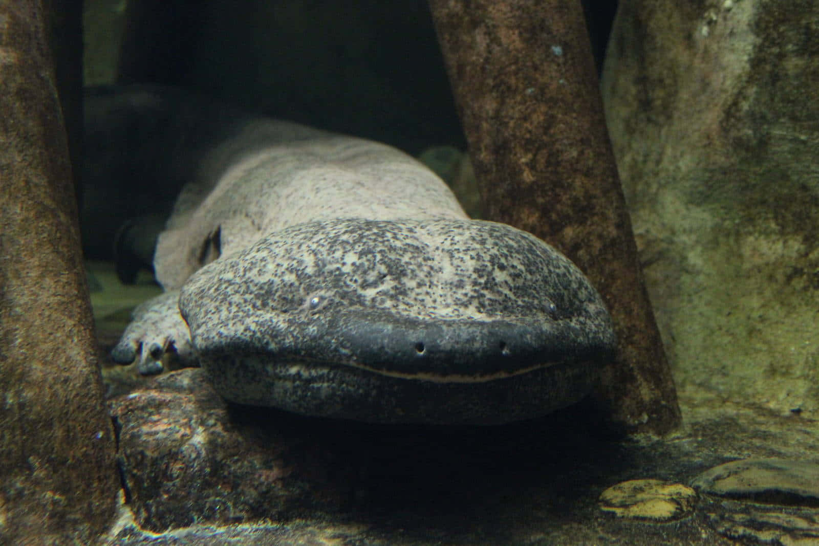 Giant Salamander, spotted axolotl, murky water, HD Desktop Wallpaper