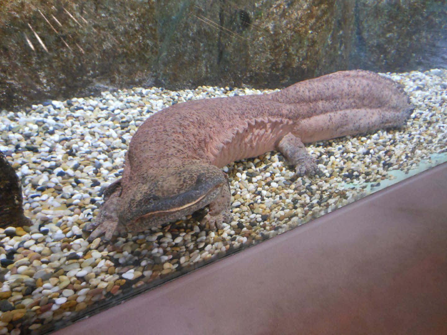 Giant Salamander, aquarium, pinkish-brown, HD Desktop Wallpaper