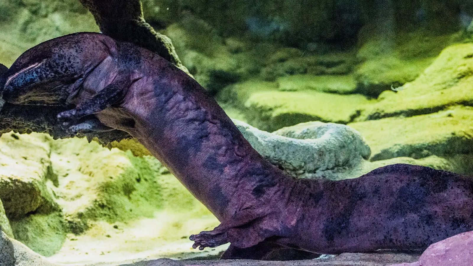 Giant Salamander, axolotl, dark purple, HD Desktop Wallpaper