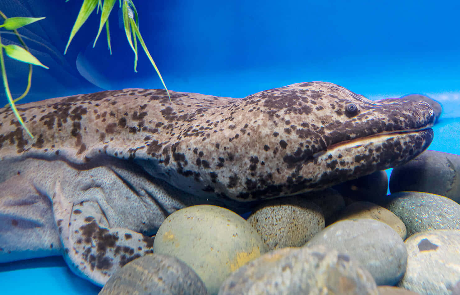 Giant Salamander, aquatic habitat, spotted electric eel, HD Desktop Wallpaper