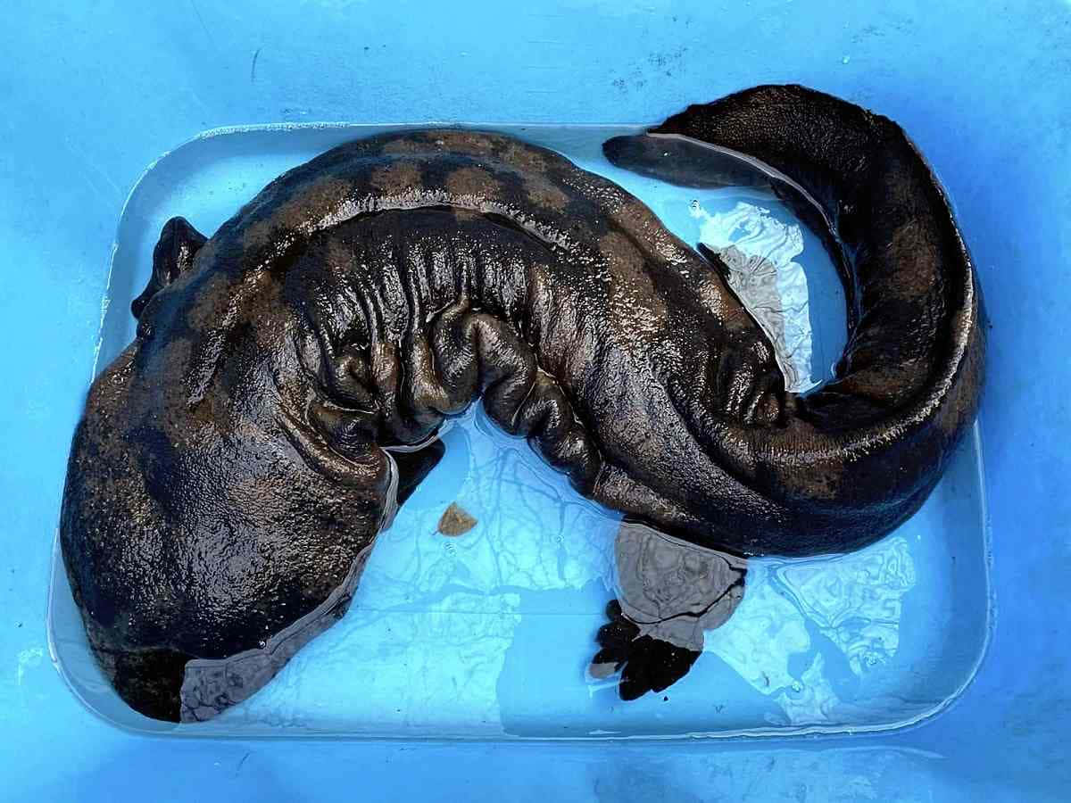 Giant Salamander, dark brown axolotl, gills, SD Desktop Wallpaper