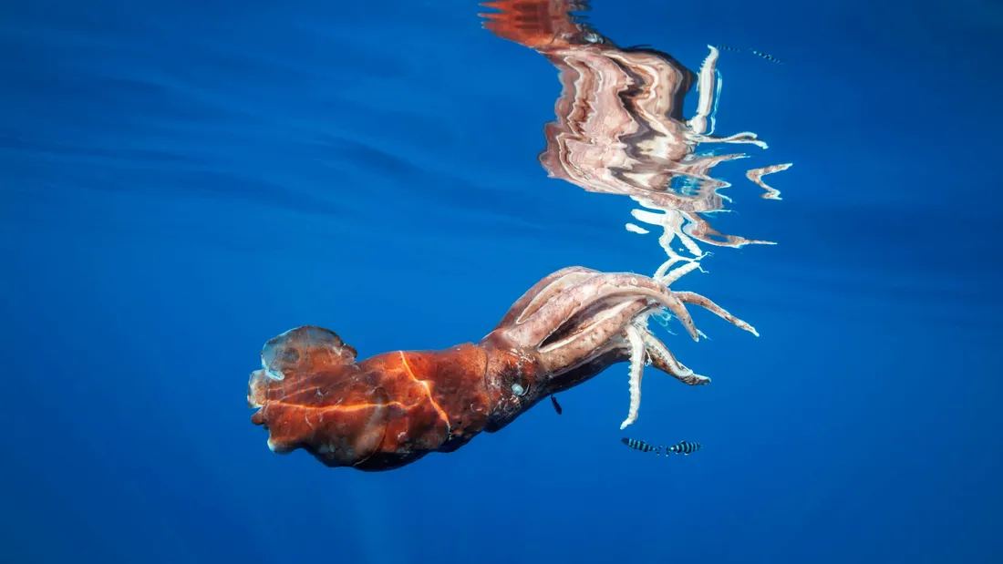 Giant Squids
