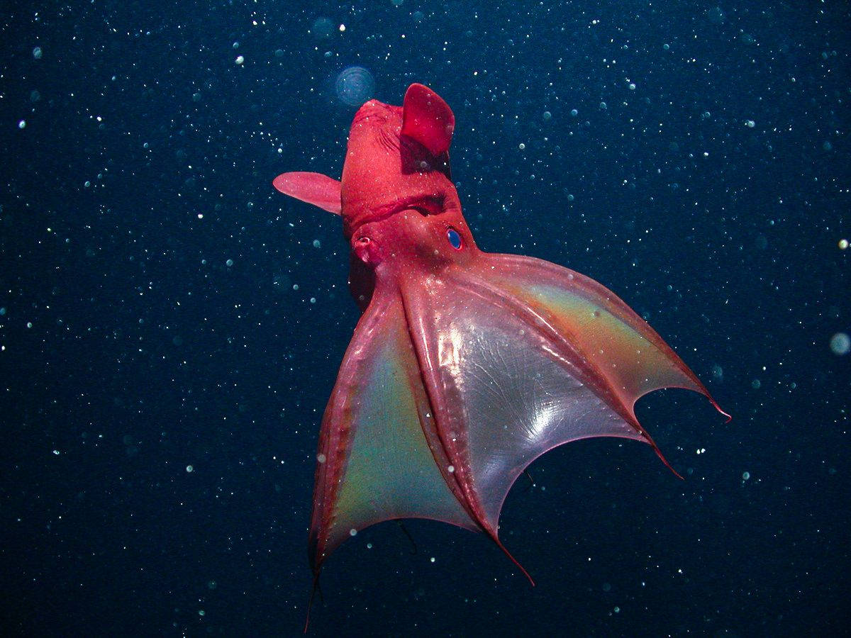 red bizarre squid, vibrant red, vampire squid, SD Desktop Wallpaper