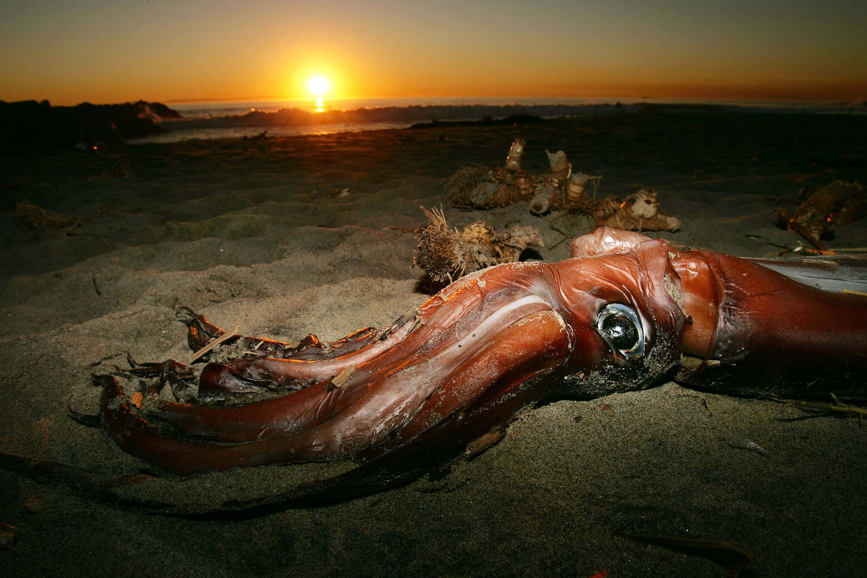 beached giant squid, sandy beach, sunset, 2K Desktop Wallpaper
