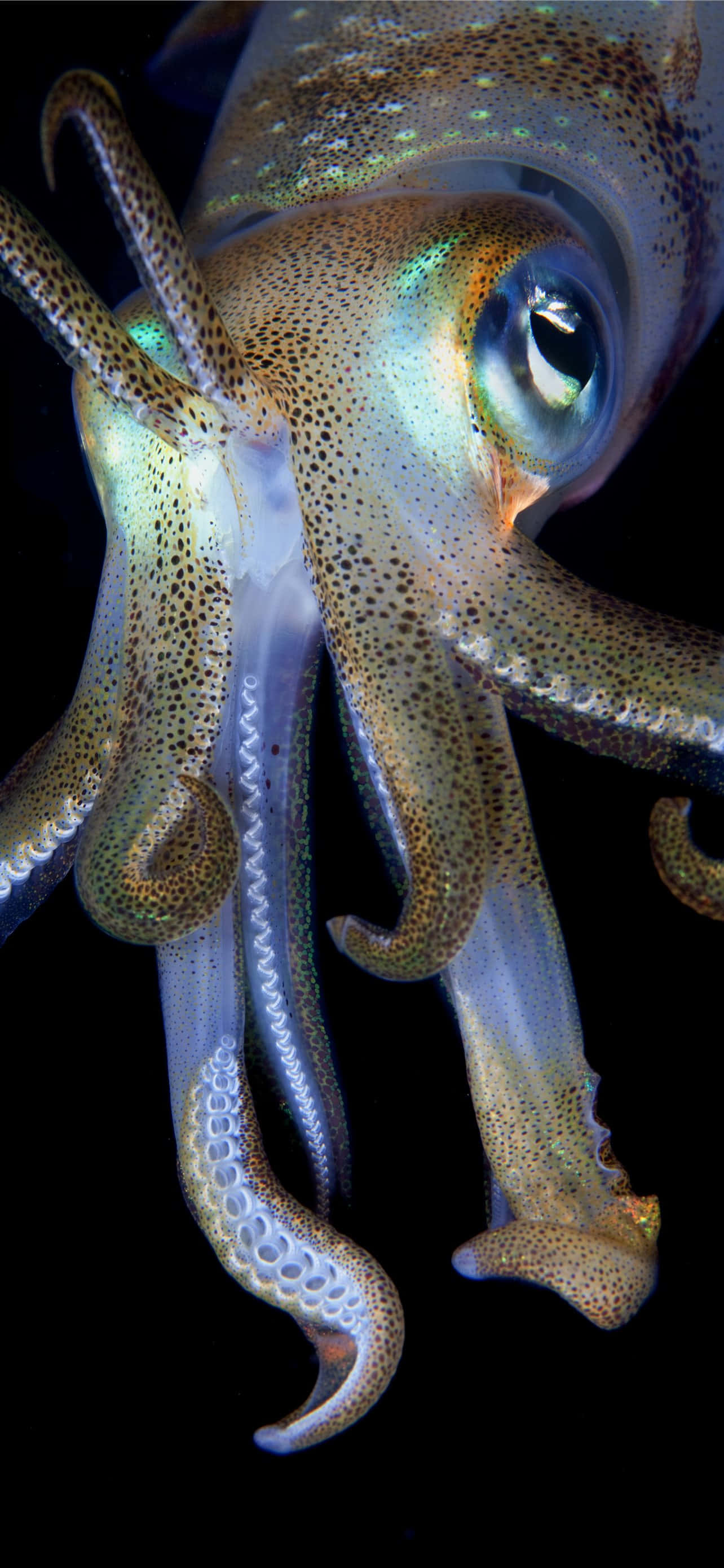 squid, iridescent skin, large blue eye, 2K Phone Wallpaper