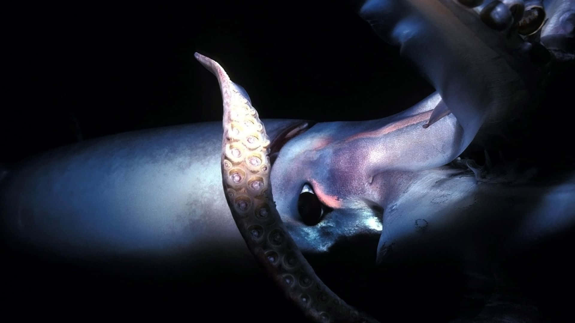 gigantic squid, deep ocean's abyss, bioluminescent patterns, Full HD Desktop Wallpaper