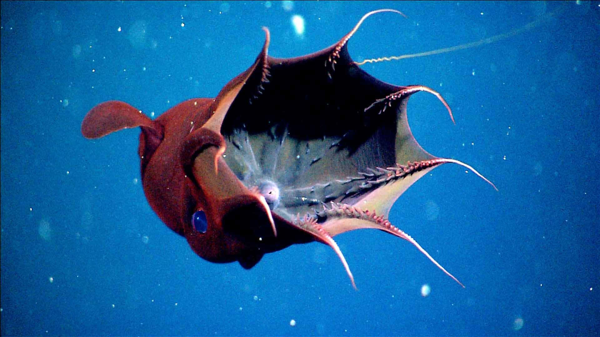 vampire squid, reddish body, black veined fins, Full HD Desktop Wallpaper
