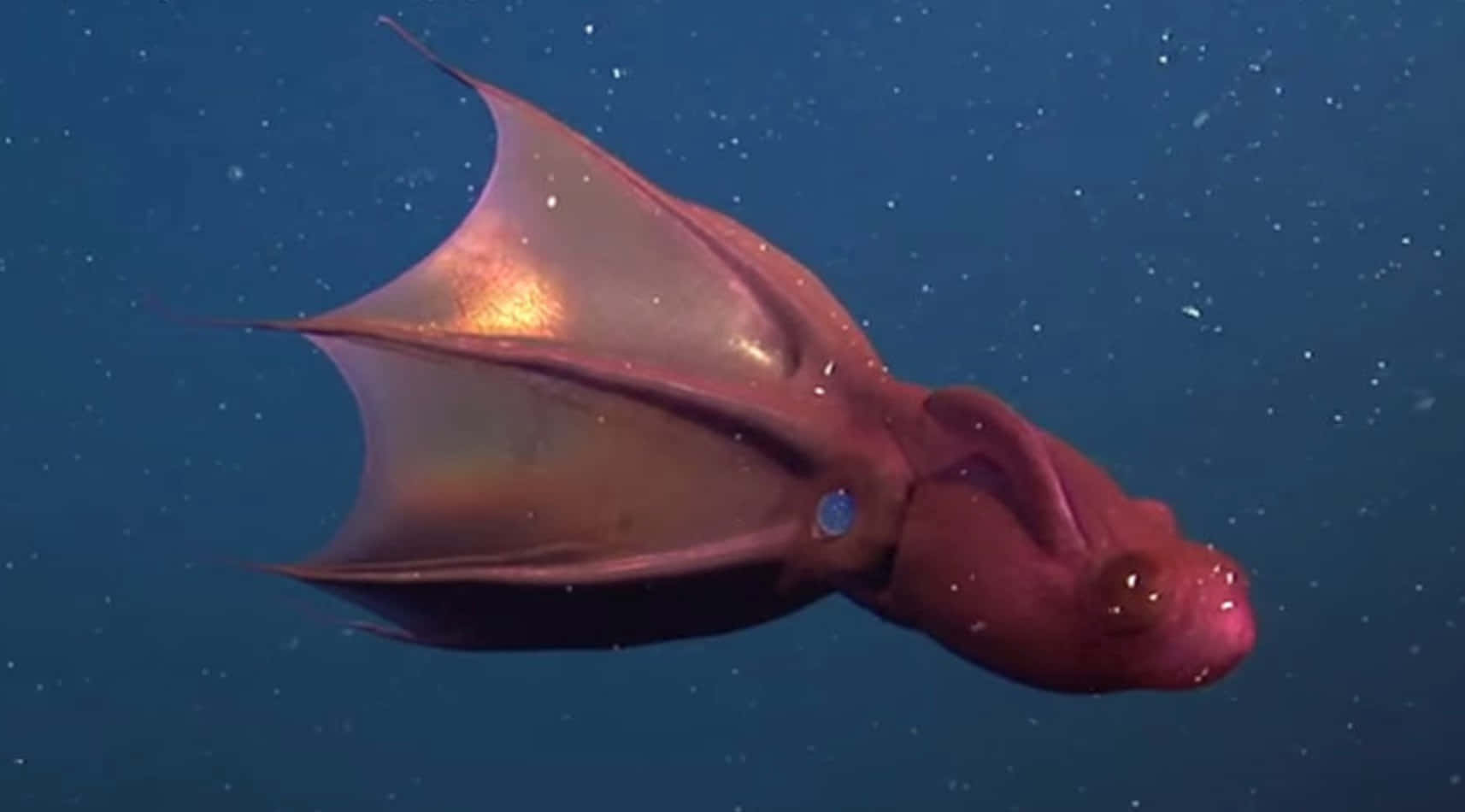 vampire squid, deep sea, translucent reddish squid, HD Desktop Wallpaper