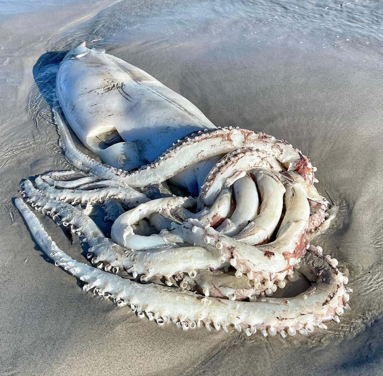 beached giant squid, pale white body, tentacles, HD Desktop Wallpaper