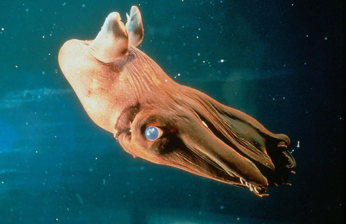 vampire squid, deep blue ocean water, glowing eyes, SD Desktop Wallpaper
