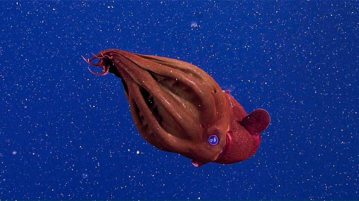 vampire squid, deep blue ocean water, floating particles, SD Desktop Wallpaper