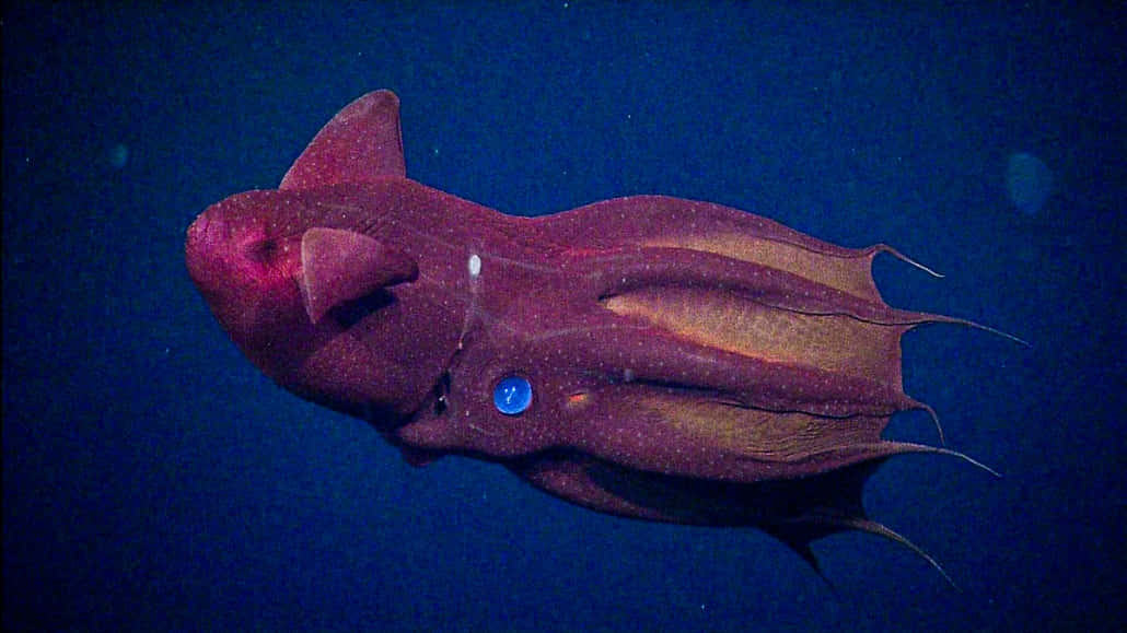 vampire squid, deep sea, dark blue water, SD Desktop Wallpaper