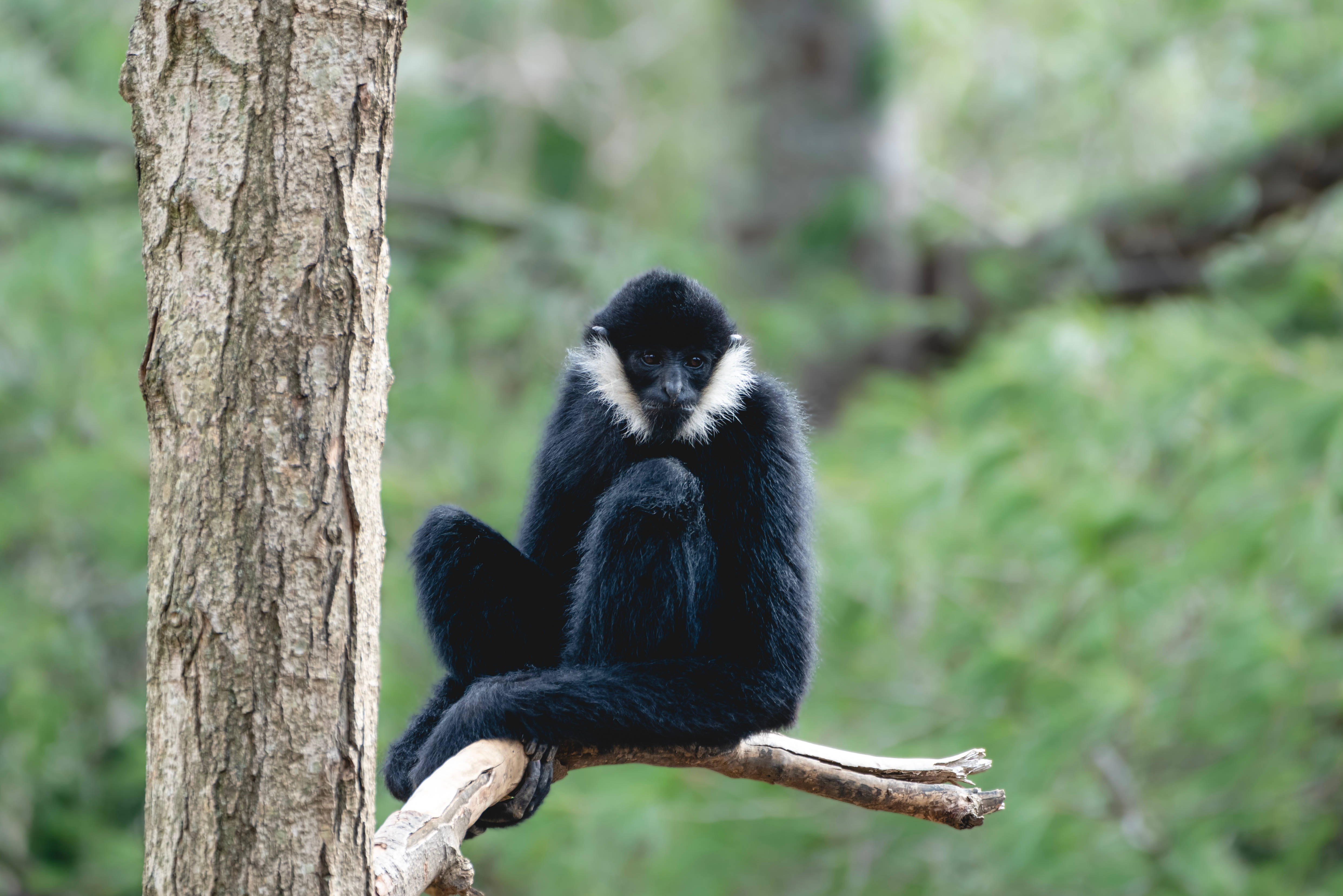 lone black gibbon, black gibbon, white collar, 4K Desktop Wallpaper