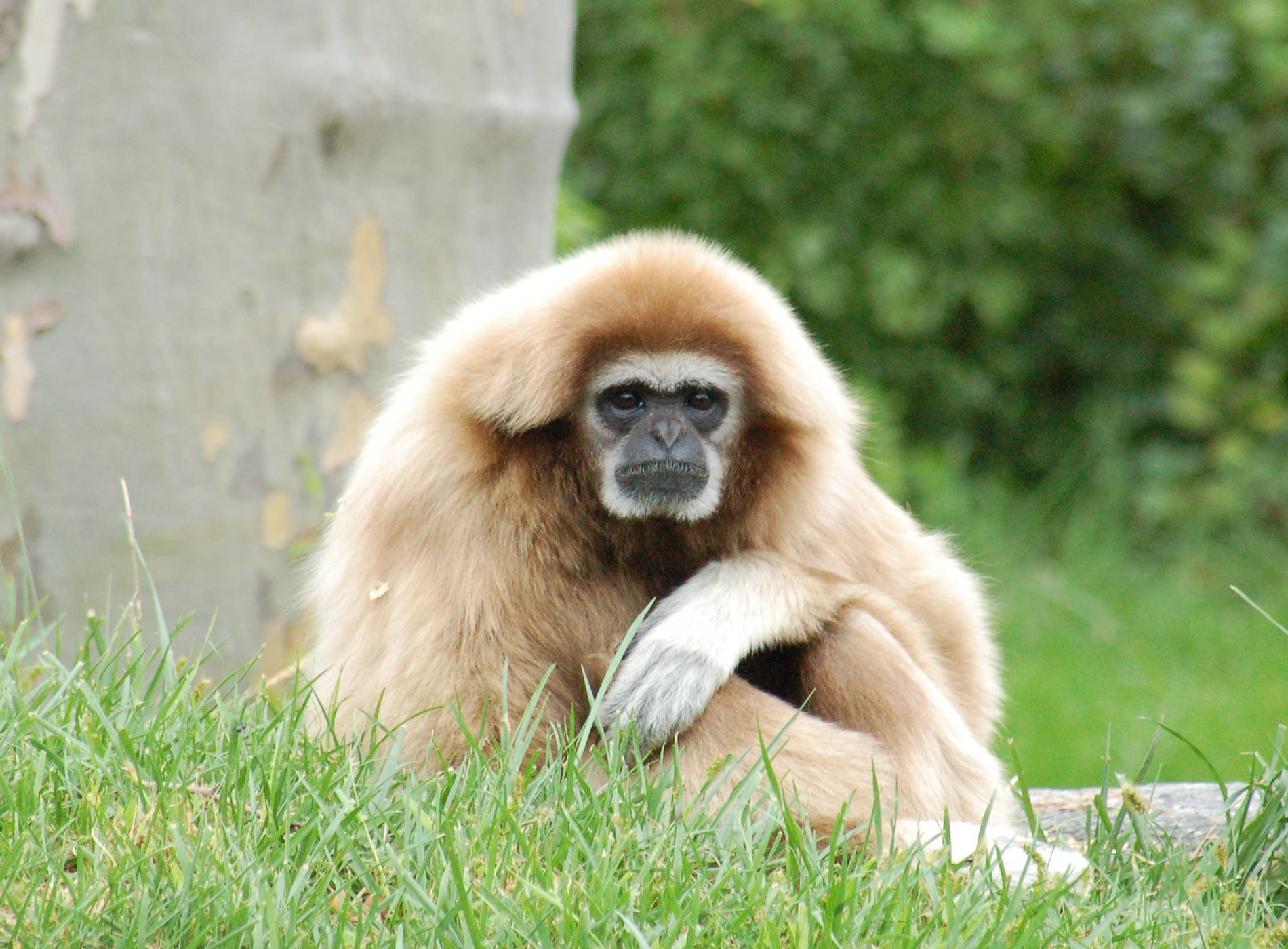 gibbon, light brown fur, green grass, HD Desktop Wallpaper