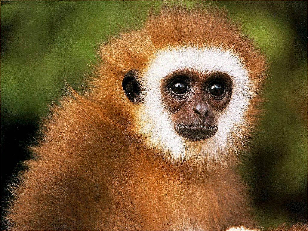 small brown gibbon, fluffy orange fur, white face, SD Desktop Wallpaper