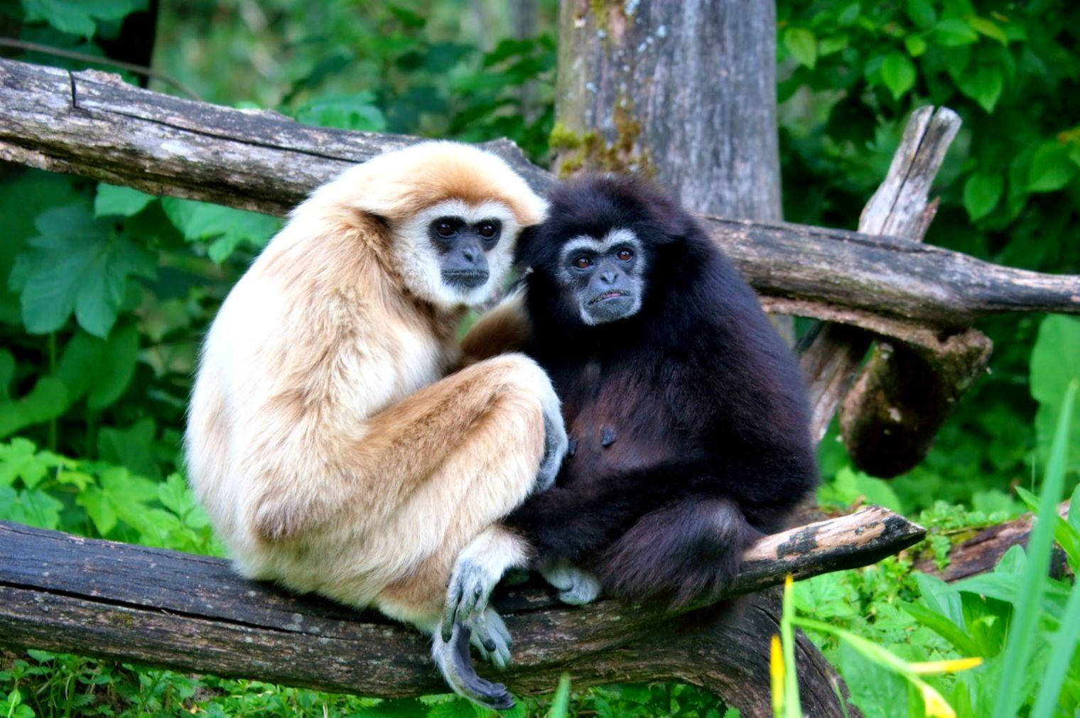 gibbon, light fur, dark fur, HD Desktop Wallpaper