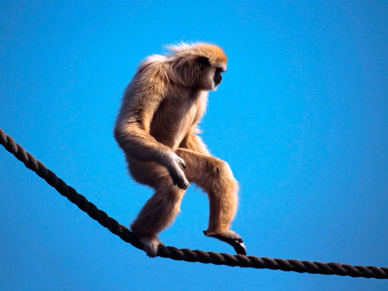 Gibbon, rope, vivid blue sky, HD Desktop Wallpaper