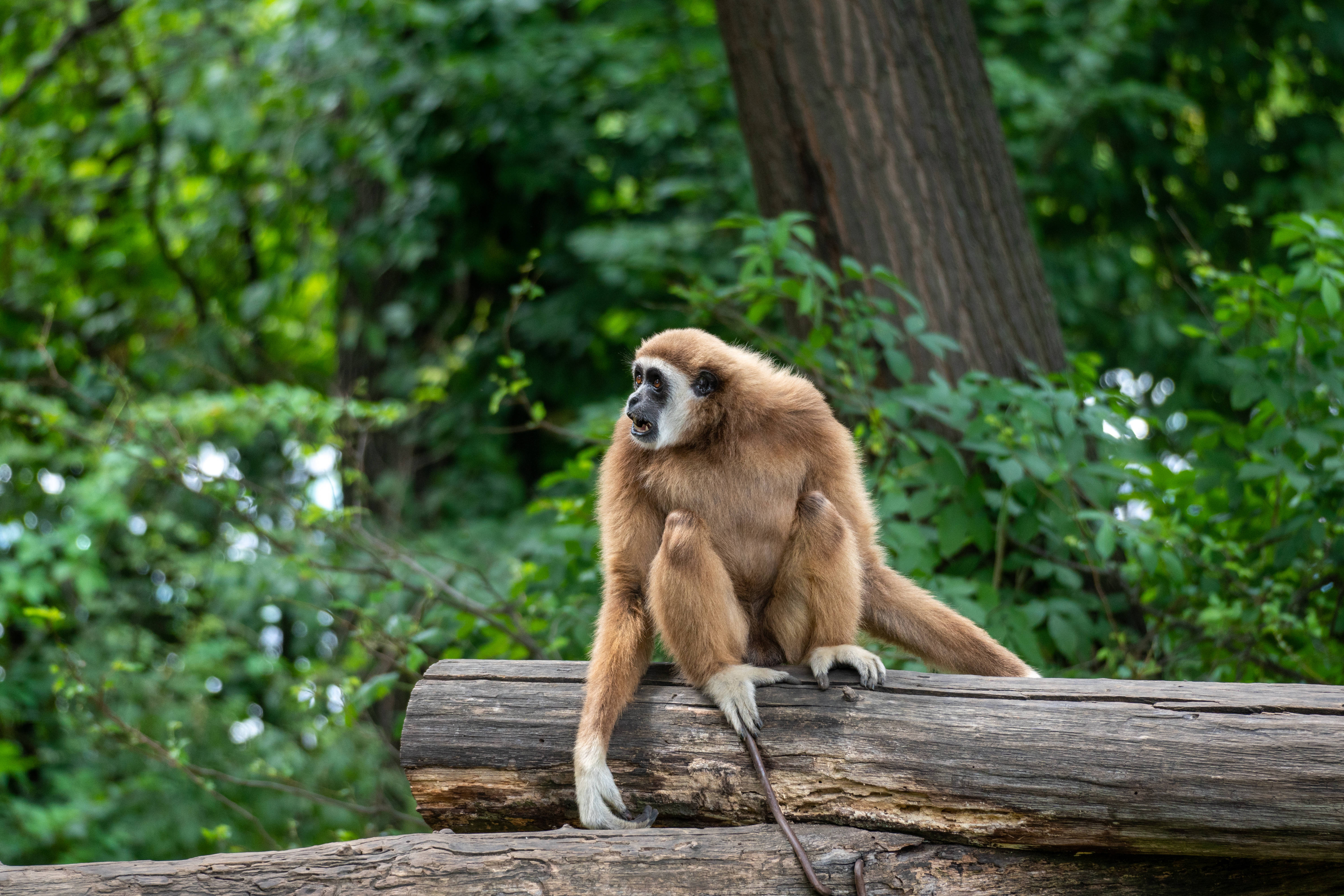 Gibbon, log, white-faced gibbon, 5K Desktop Wallpaper