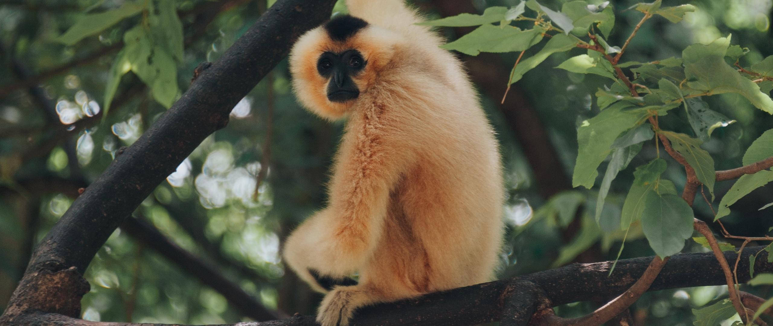 Gibbon, golden gibbon, black face, 2K Desktop Wallpaper