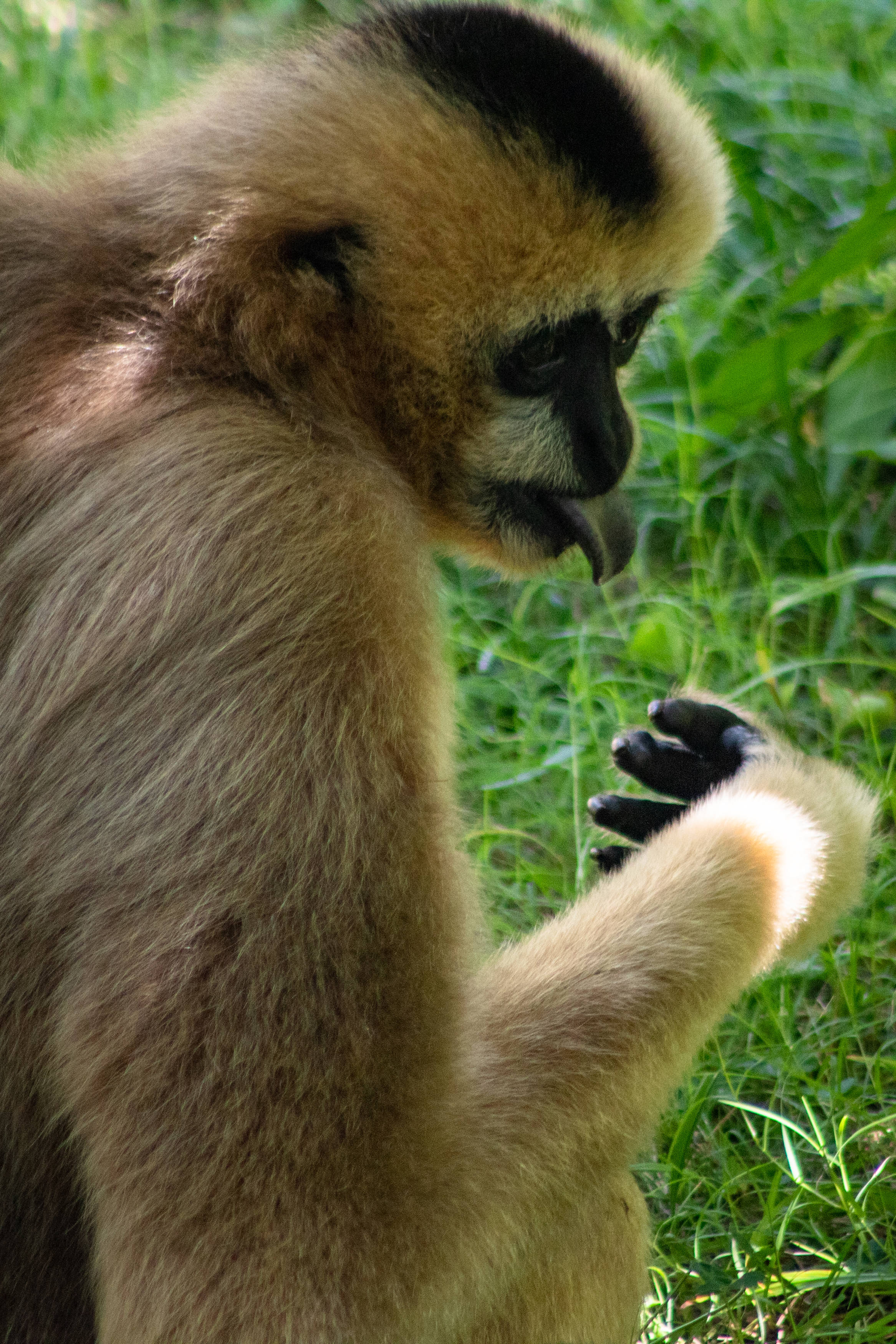 Gibbon, golden fur, black face, 2K Phone Wallpaper
