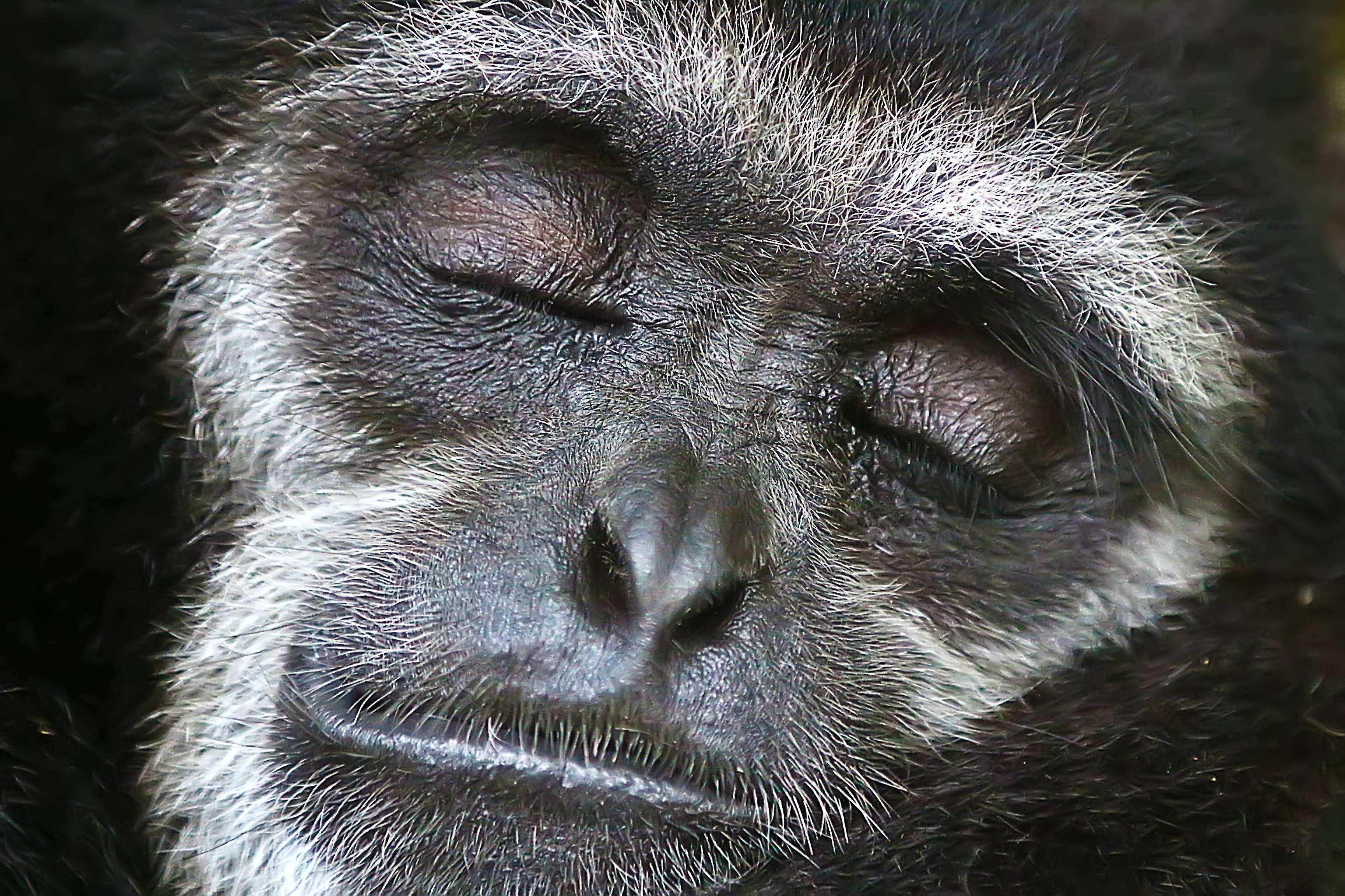 Gibbon, close-up, serene face, 2K Desktop Wallpaper