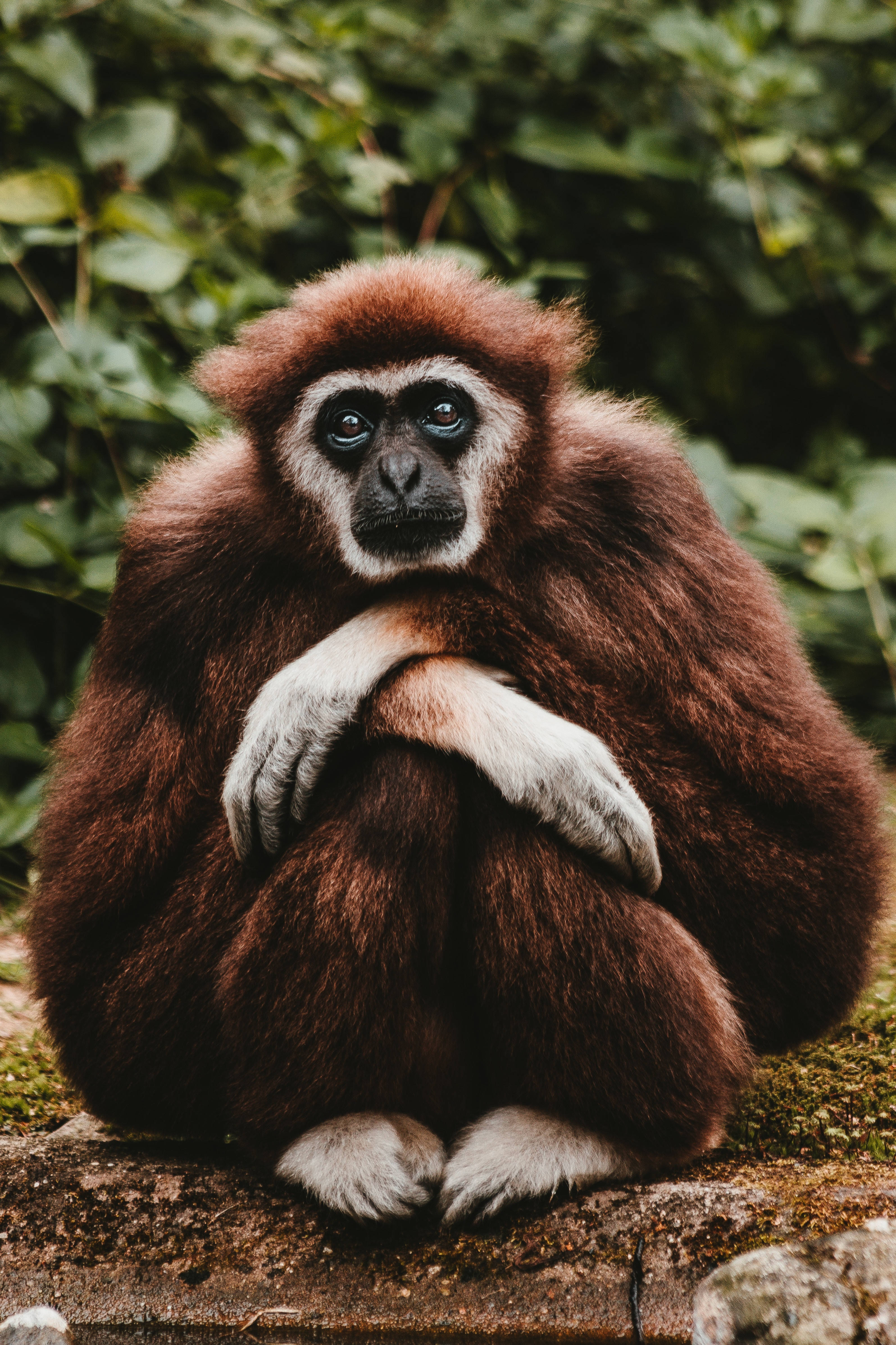 brown gibbon, white hands, white face, 4K Phone Wallpaper