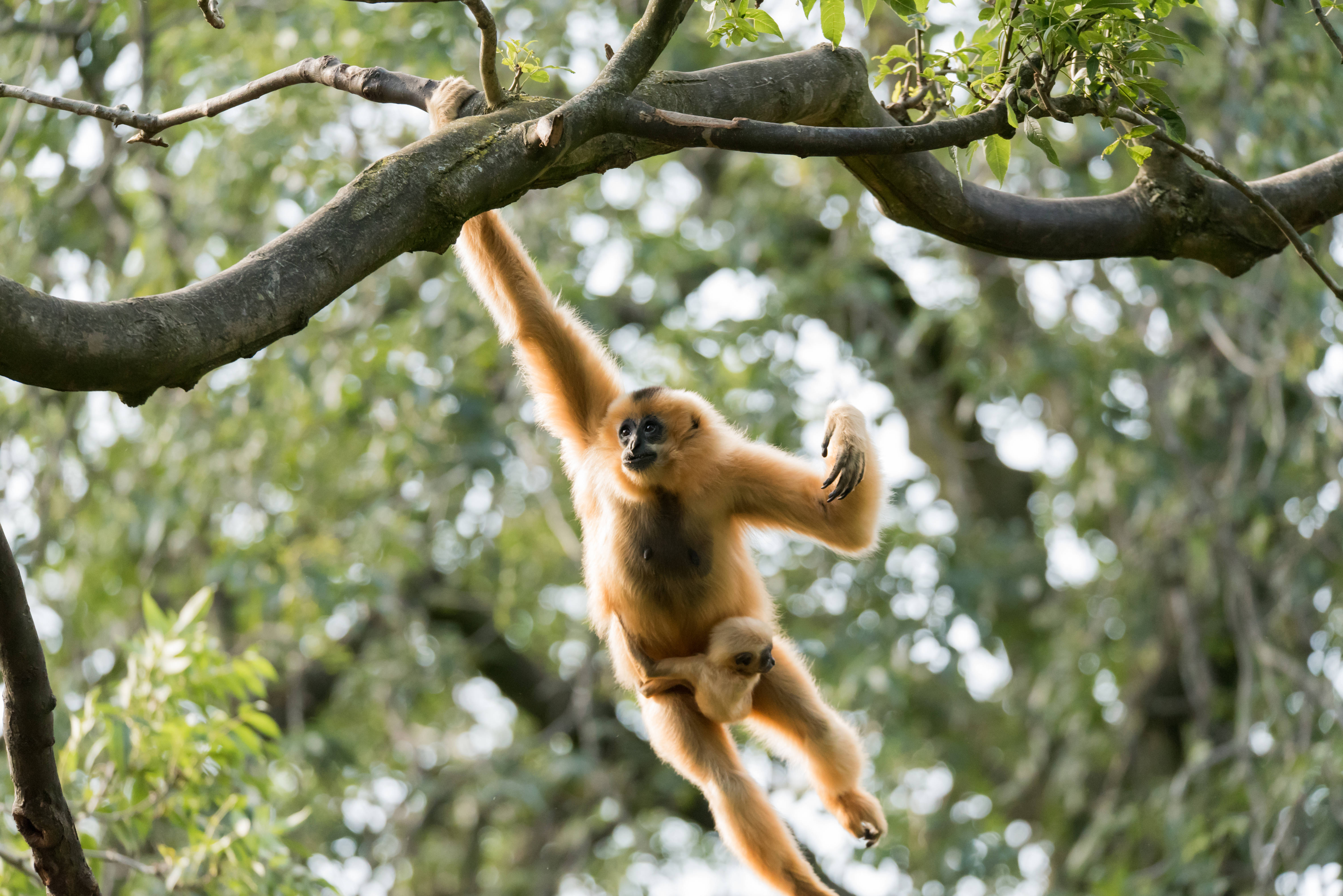 Gibbon, cub, tree branch, 5K Desktop Wallpaper
