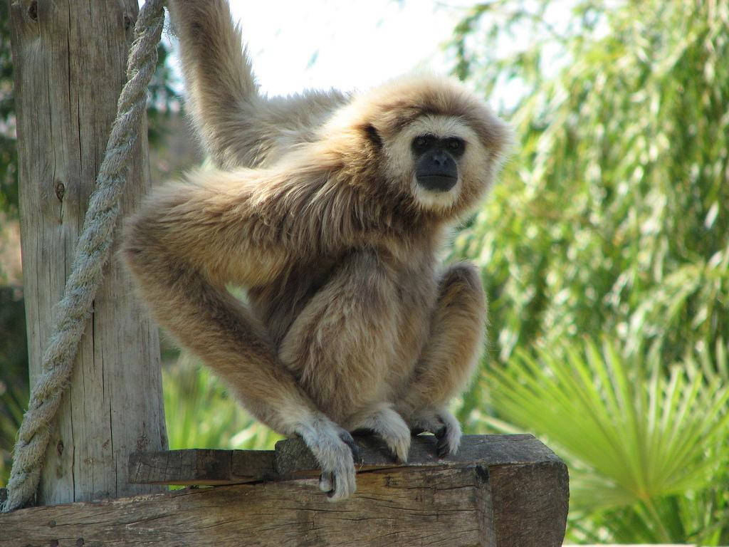 gibbon, tree trunk, white-furred, SD Desktop Wallpaper