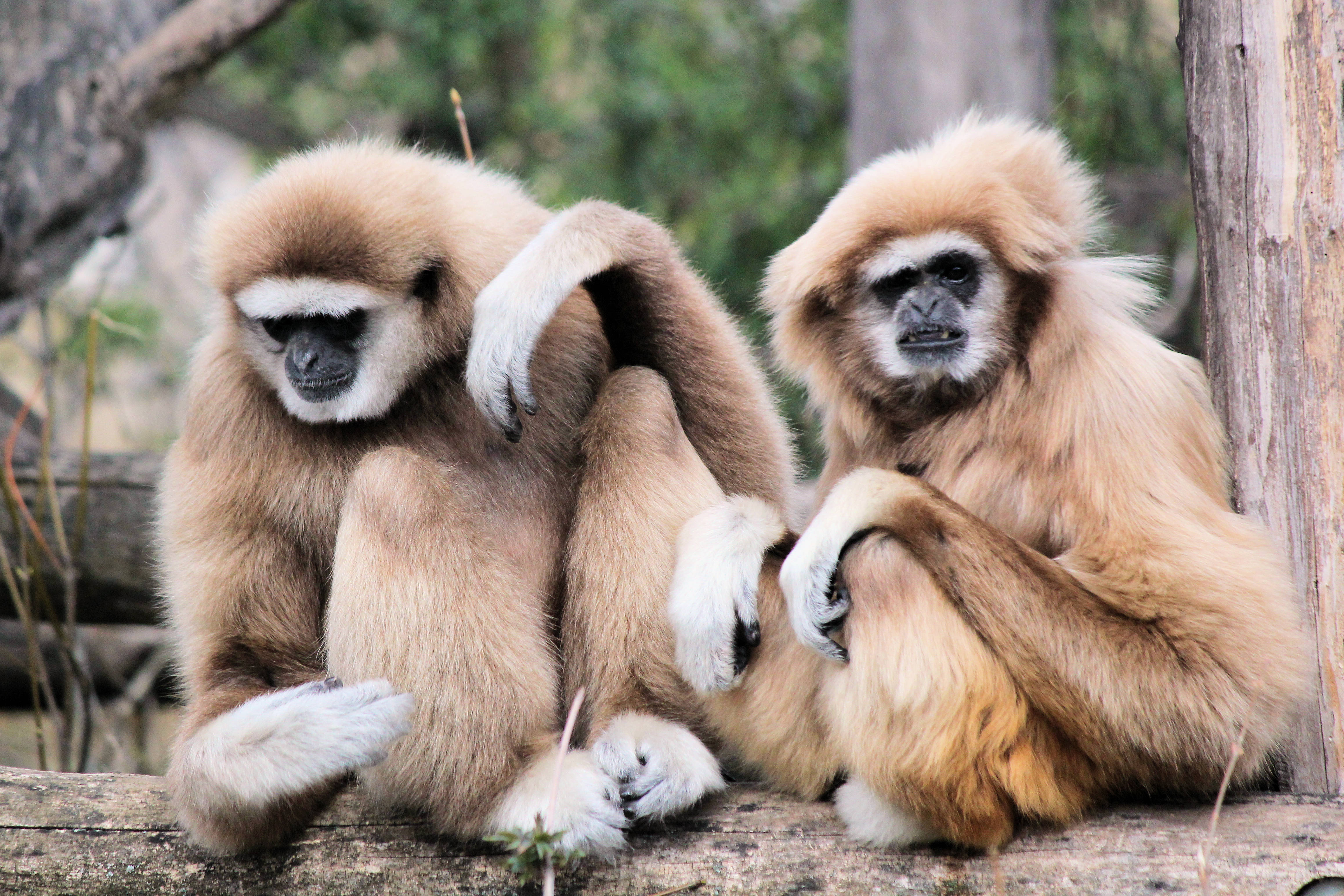 brown gibbons, white-faced gibbons, log, 4K Desktop Wallpaper
