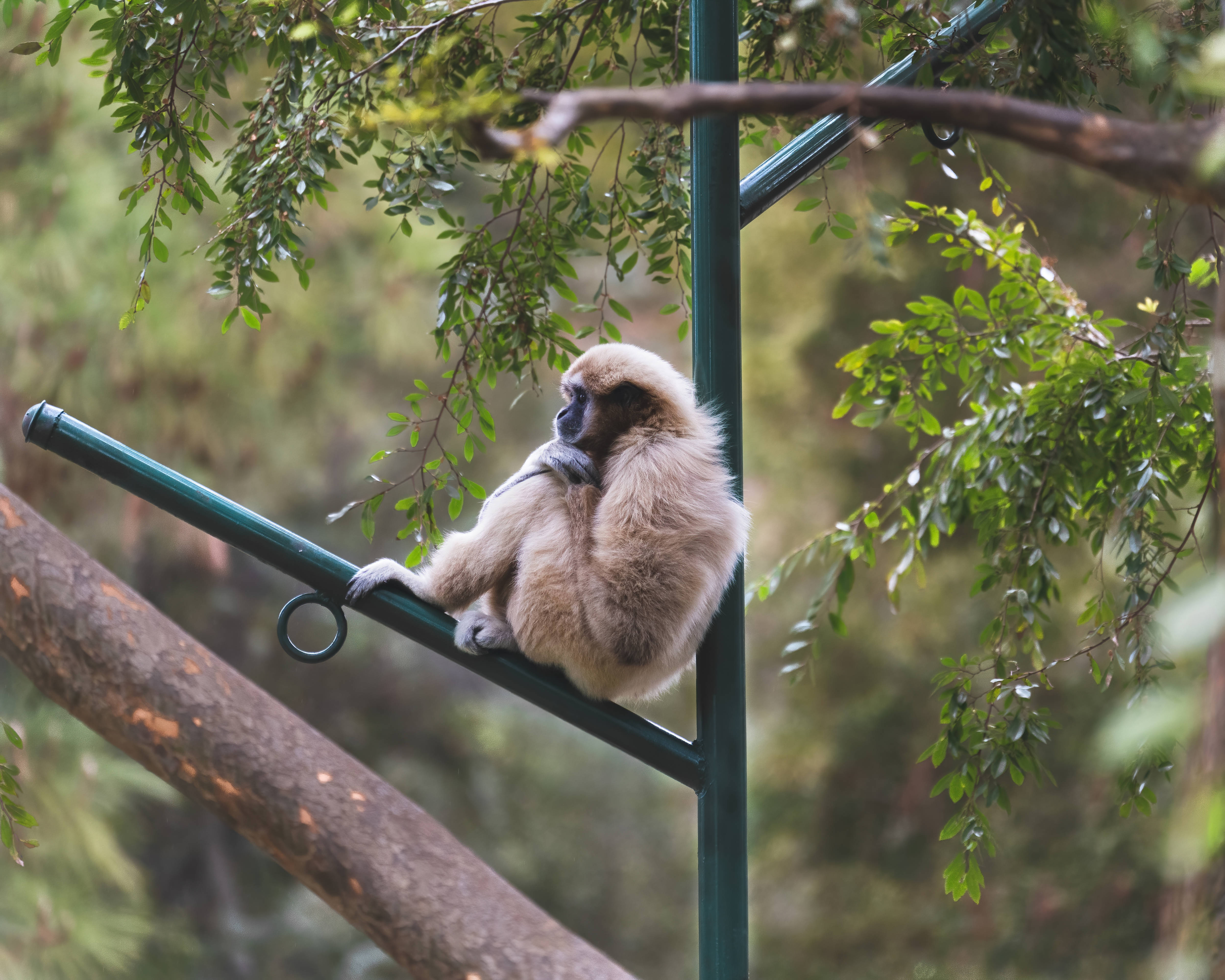 Gibbon, lamp post, white-furred, 4K Desktop Wallpaper