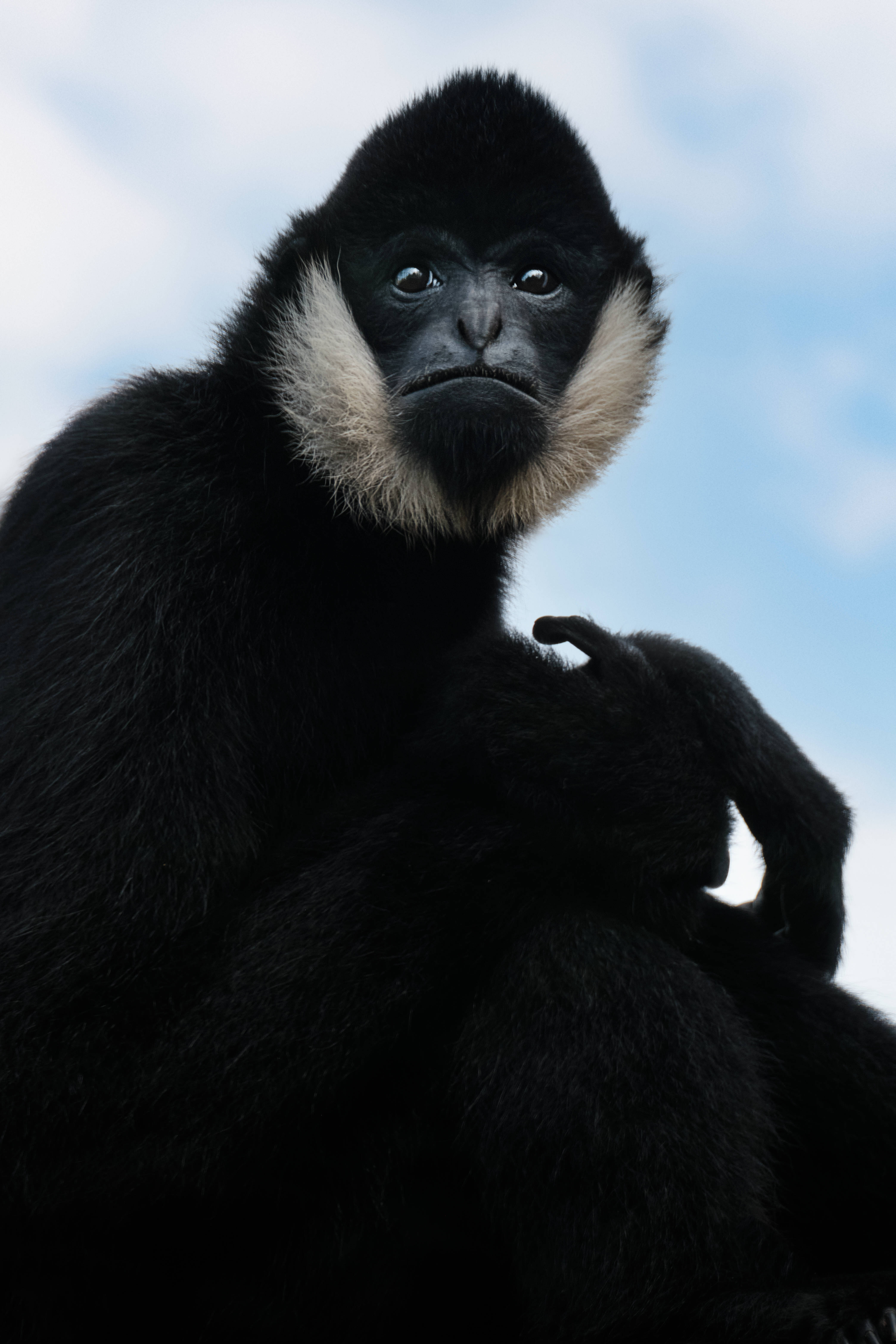 black gibbon, white fur collar, soft blue sky, 5K Phone Wallpaper