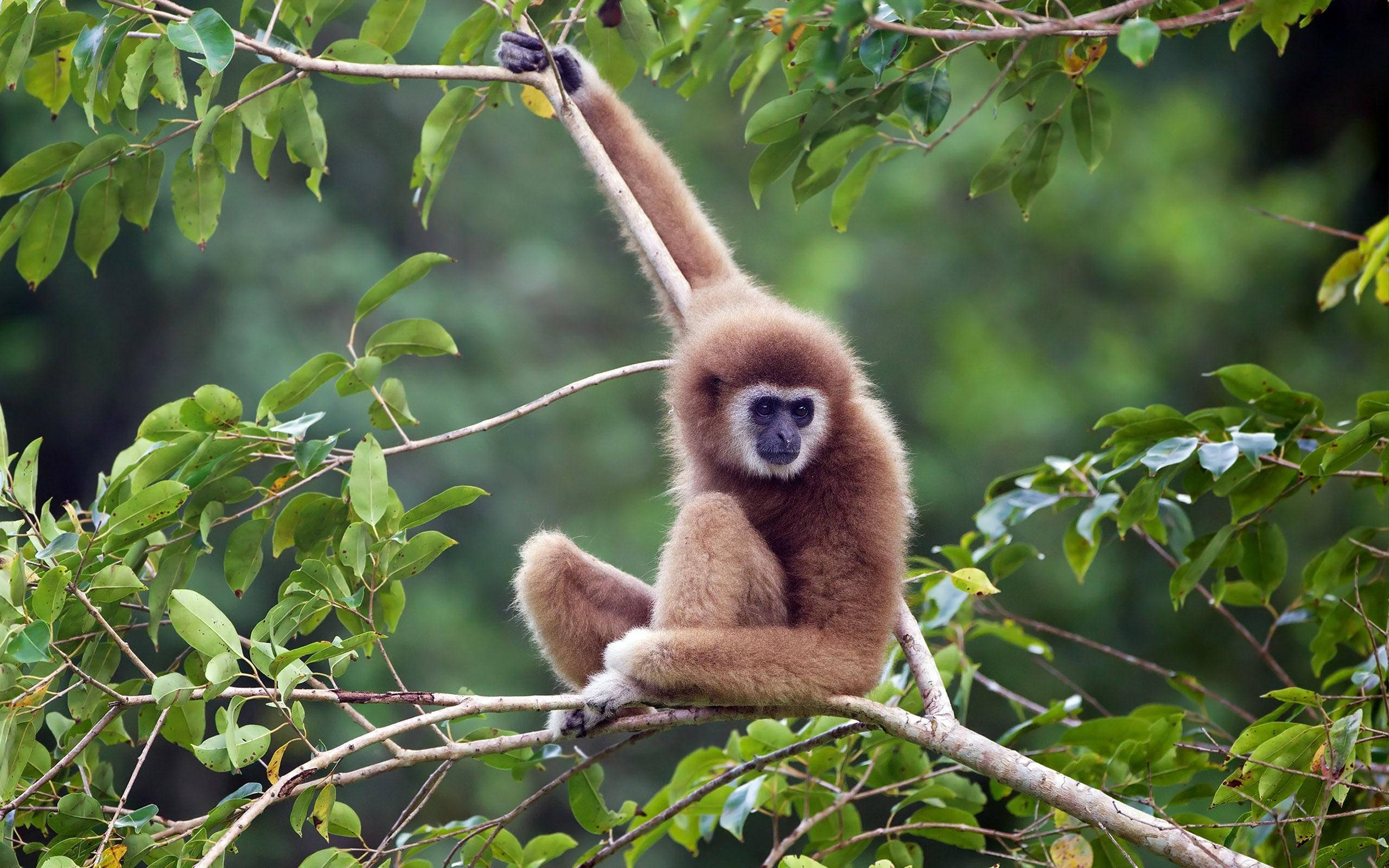 Gibbon, white-handed gibbon, thin branch, 2K Desktop Wallpaper