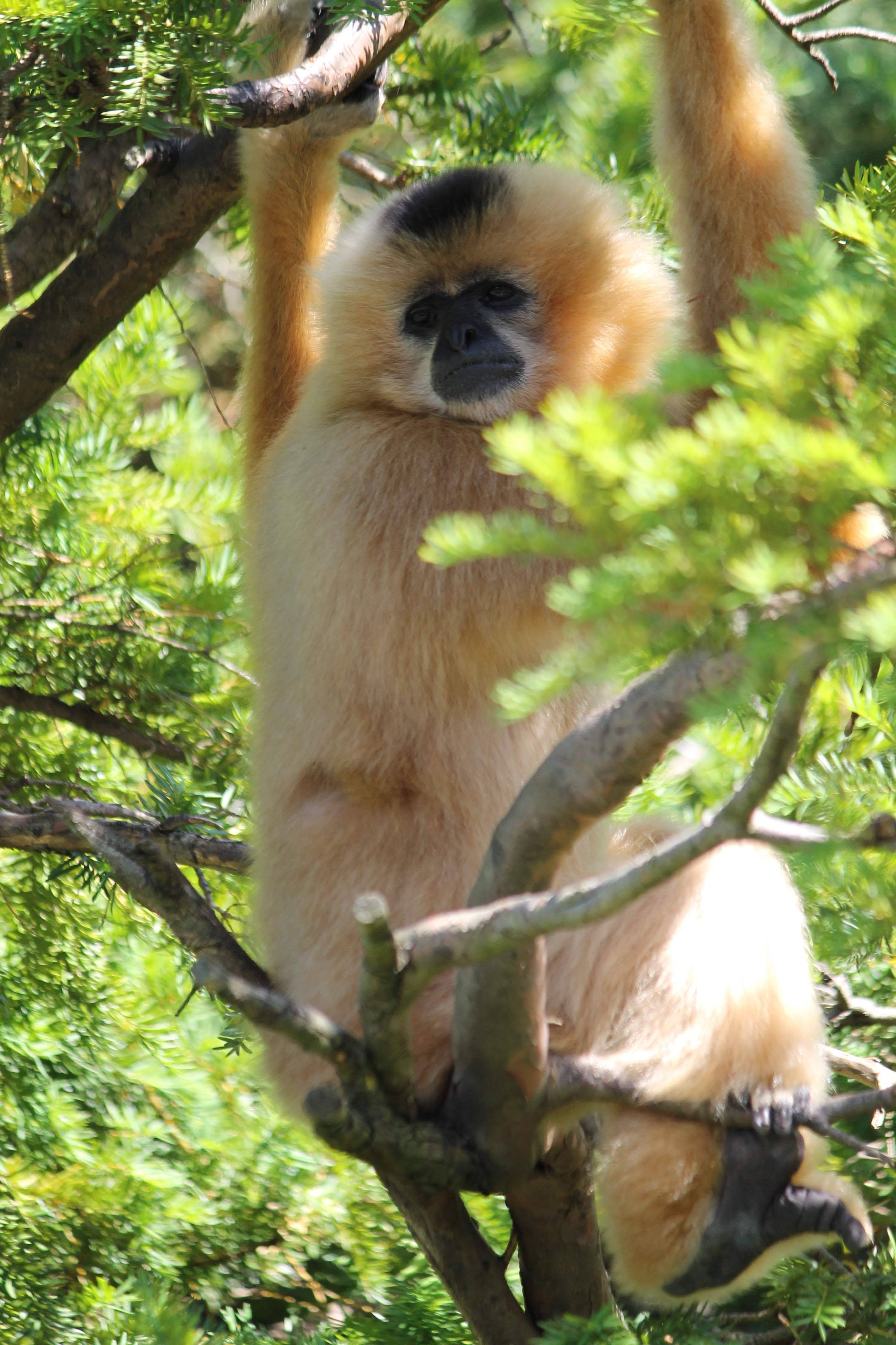 golden gibbon, dark face, tree branches, 4K Phone Wallpaper